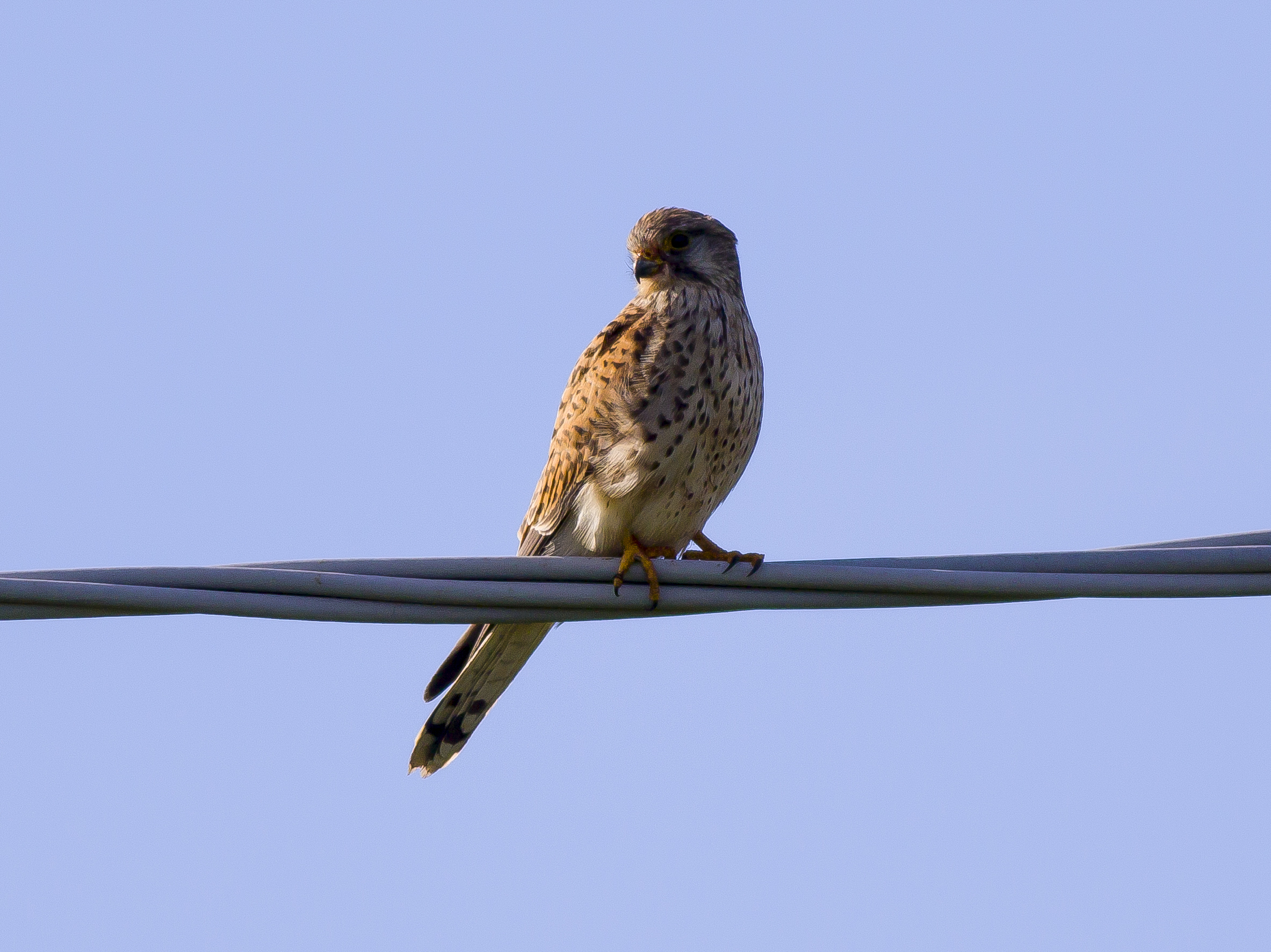 Kestrel