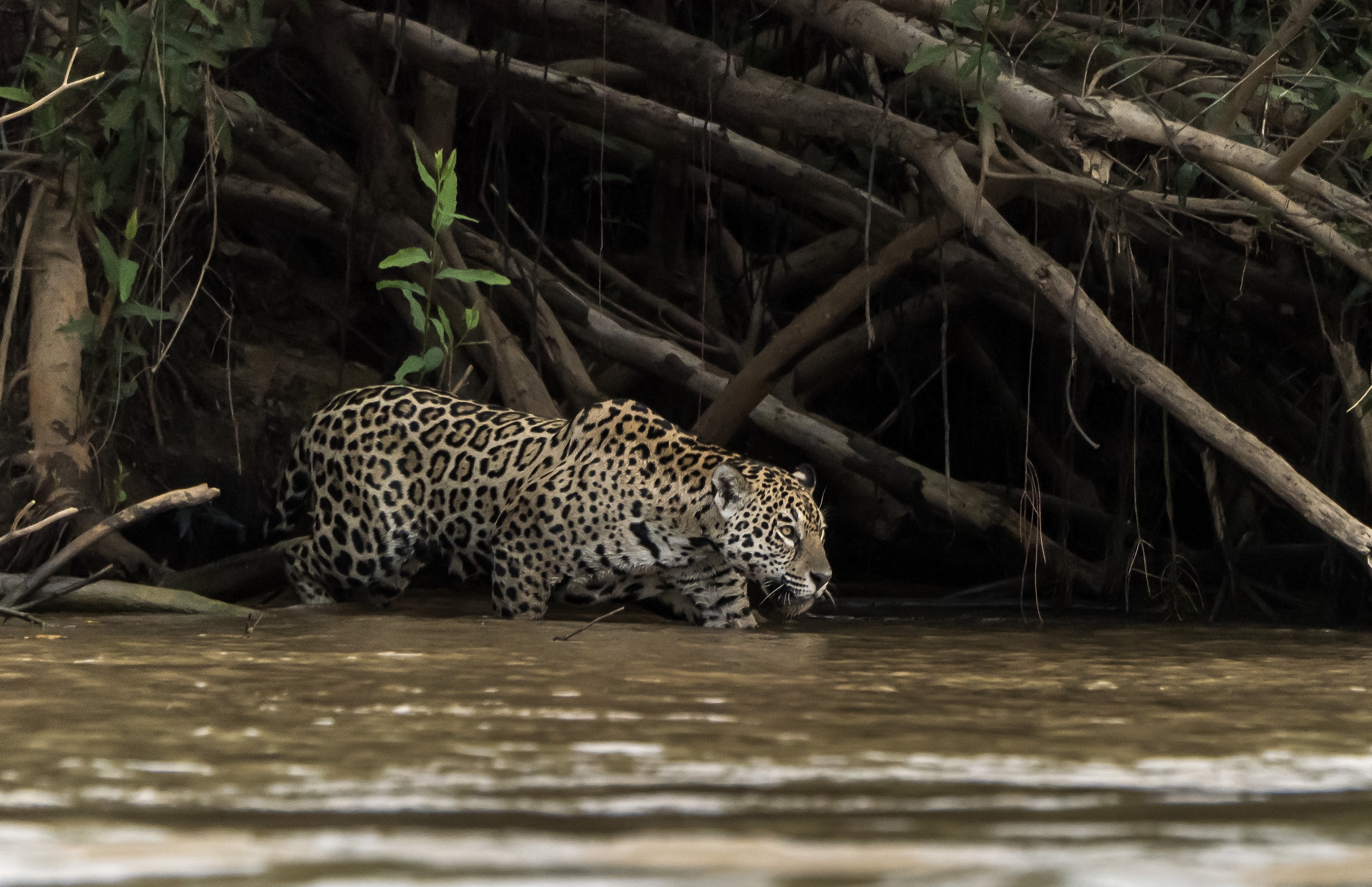 Pantanal 2015 - Jaguar