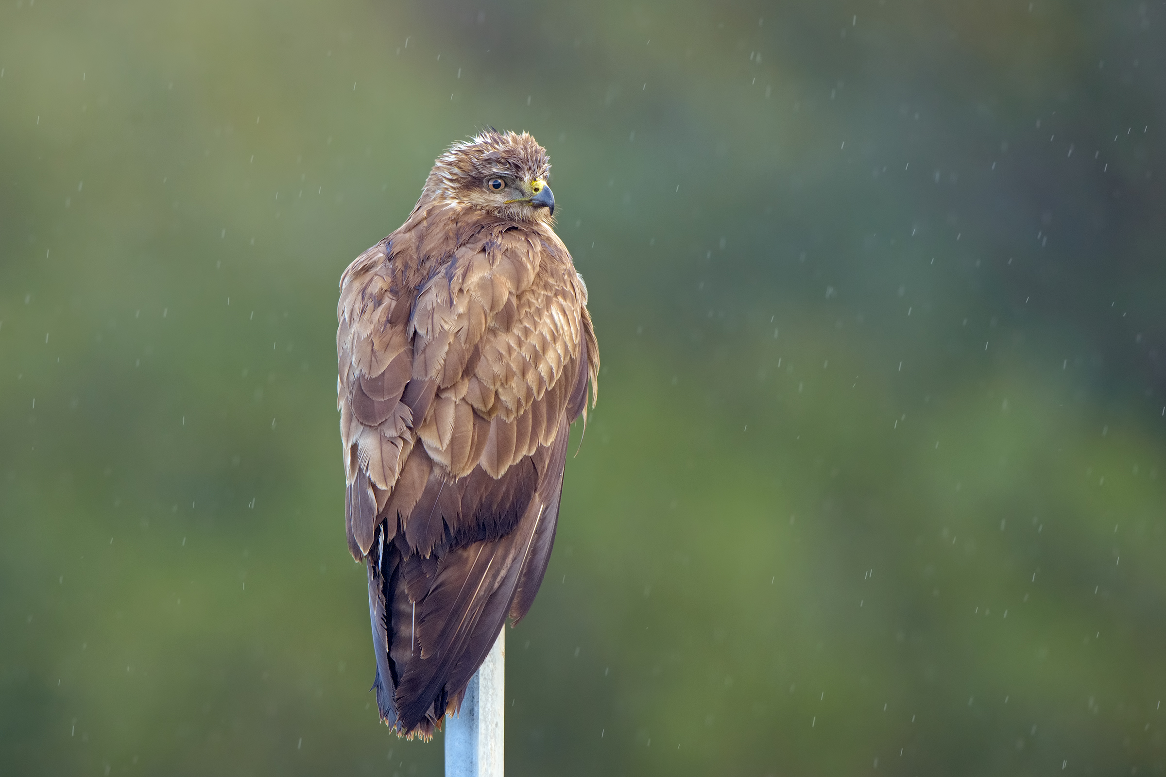 poiana sotto la pioggia