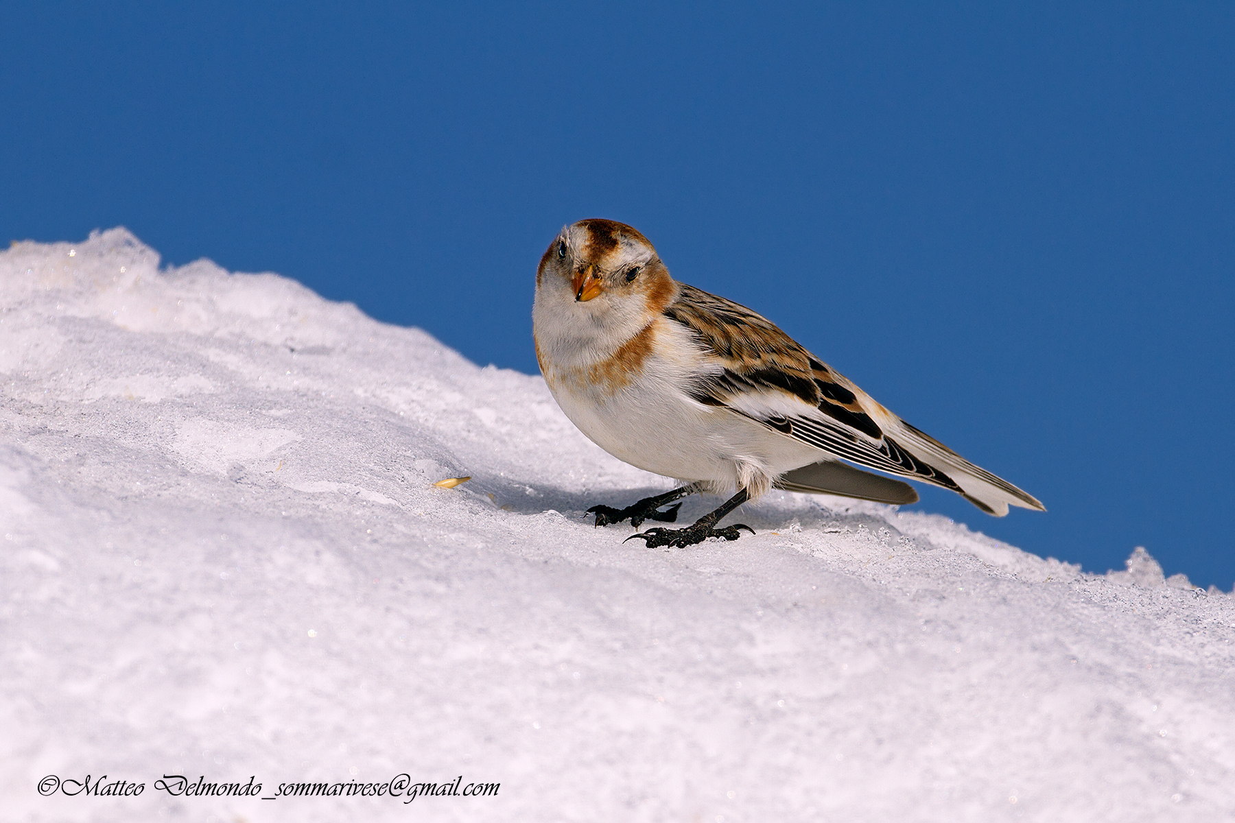 Snow Bunting