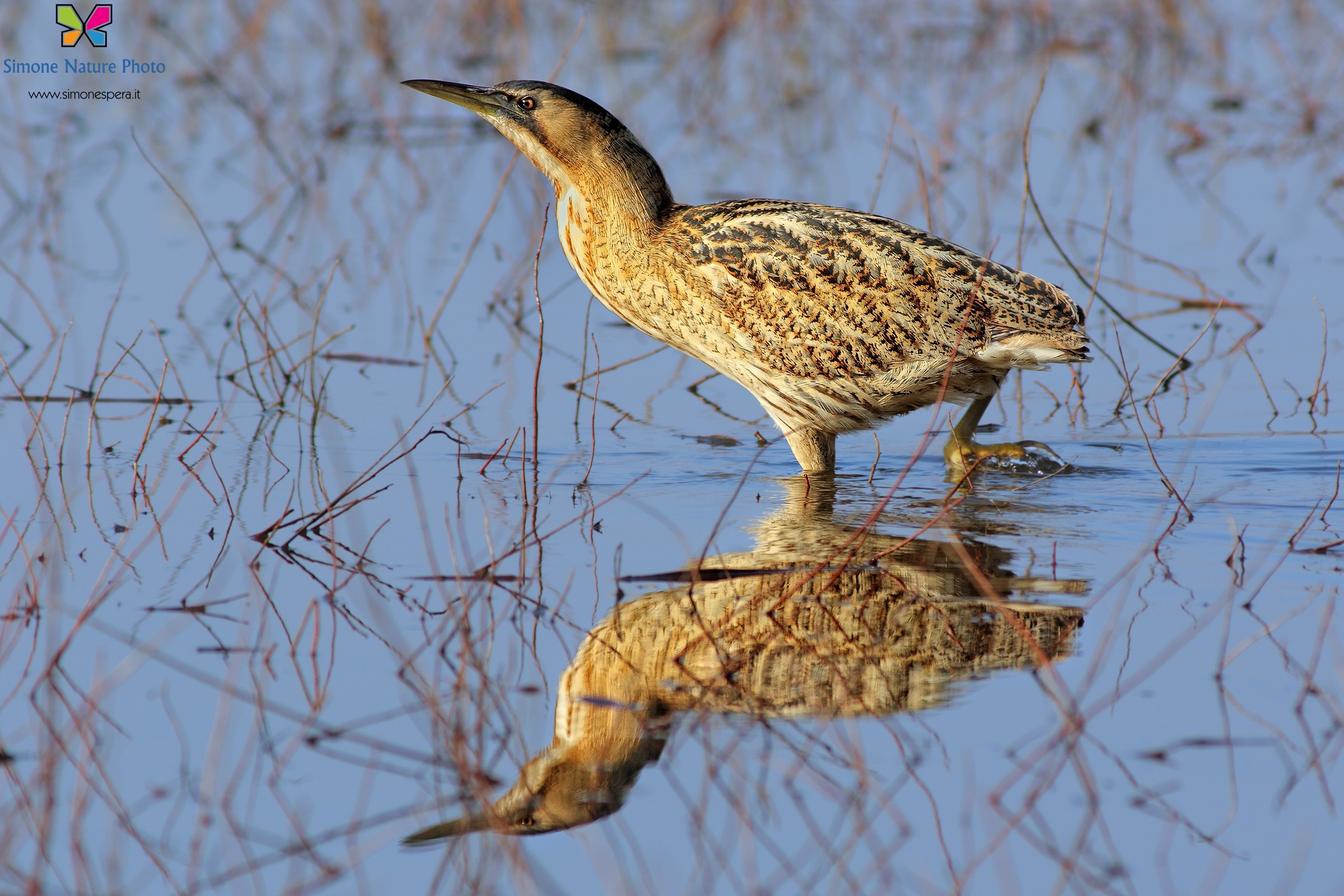 Bittern mirrored ....