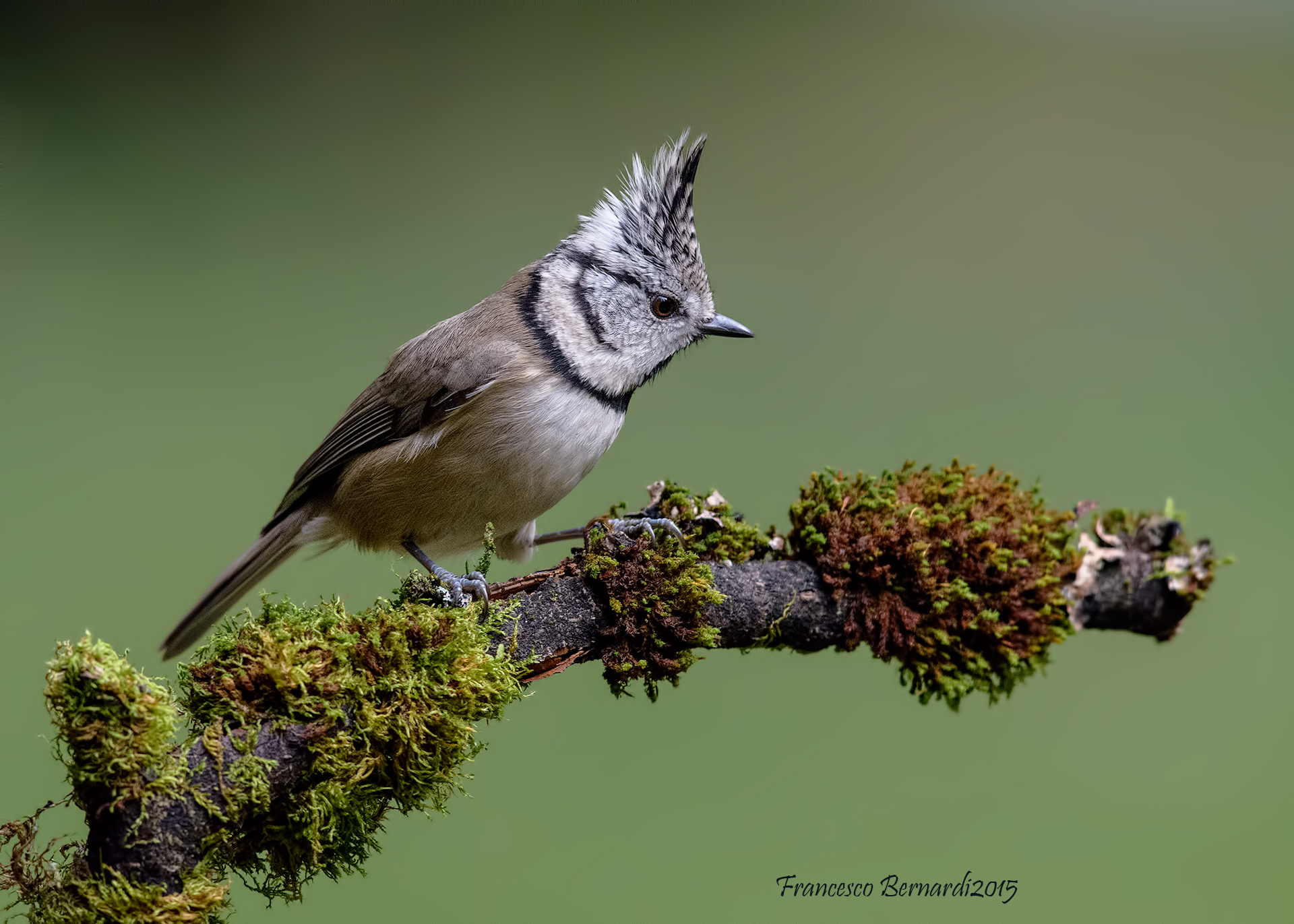 Crested Tit