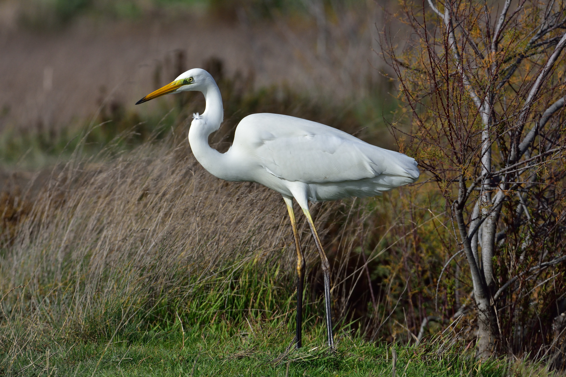 Great Egret