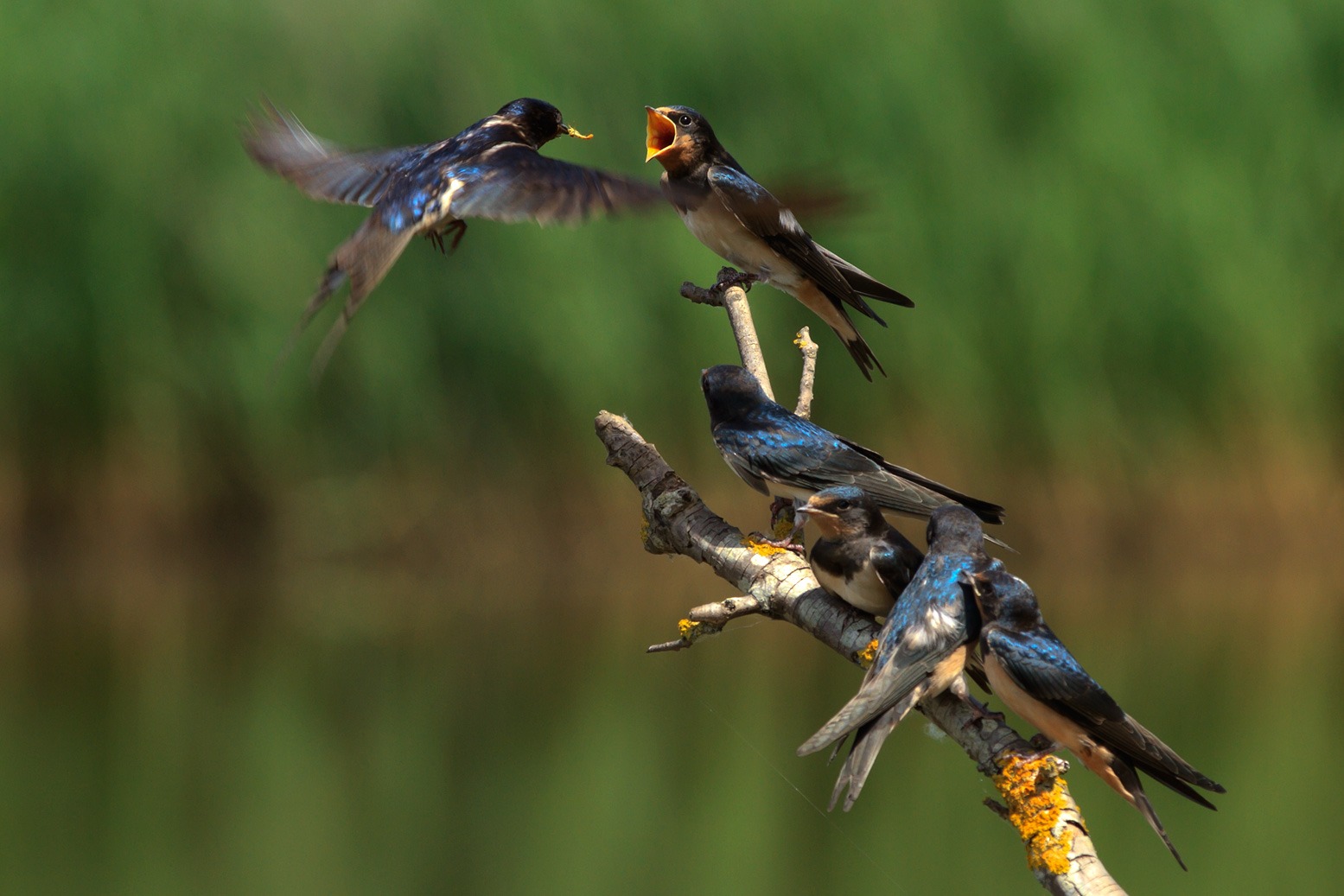 Swallows