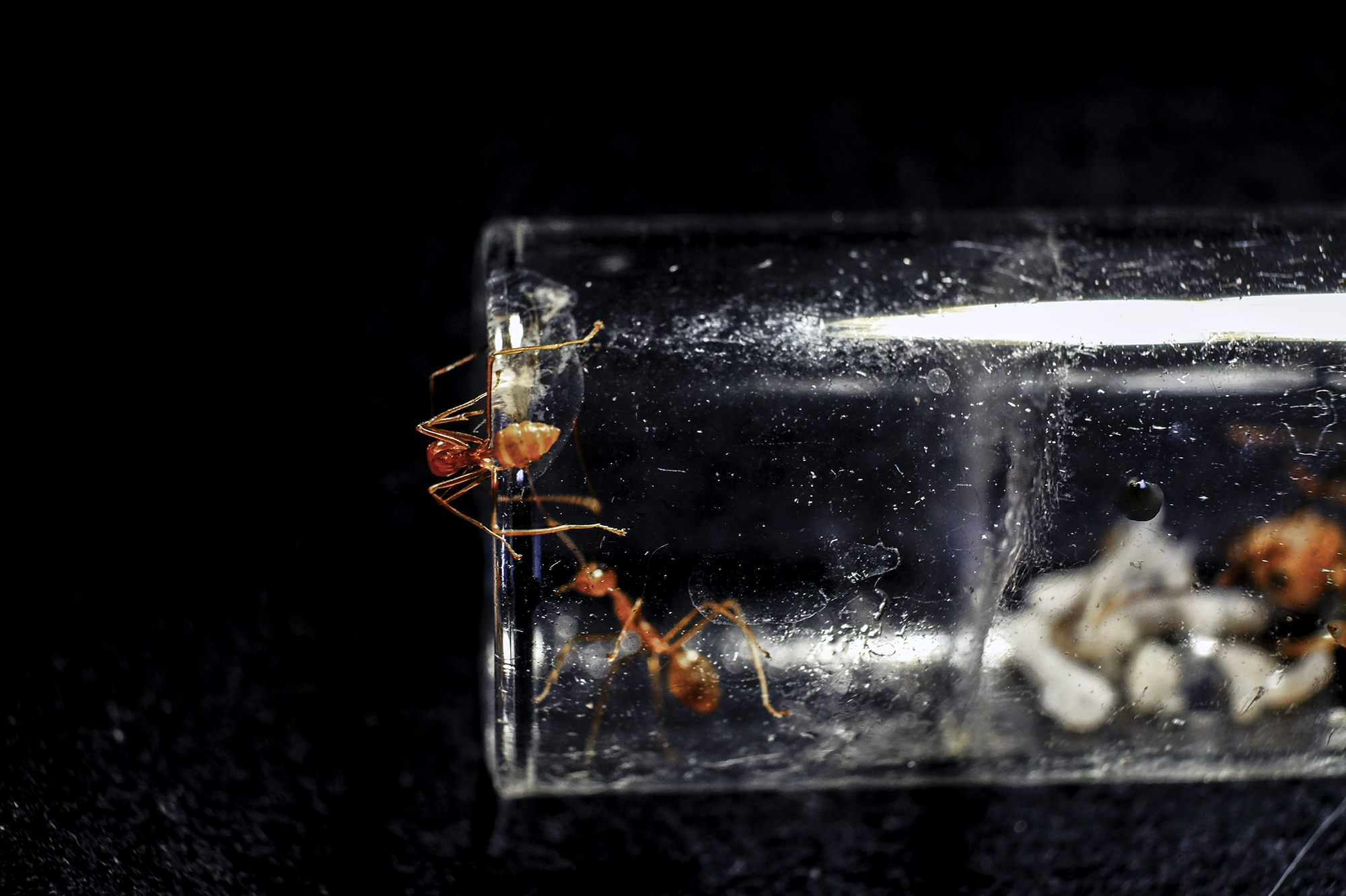 Hide and seek among ants :-p