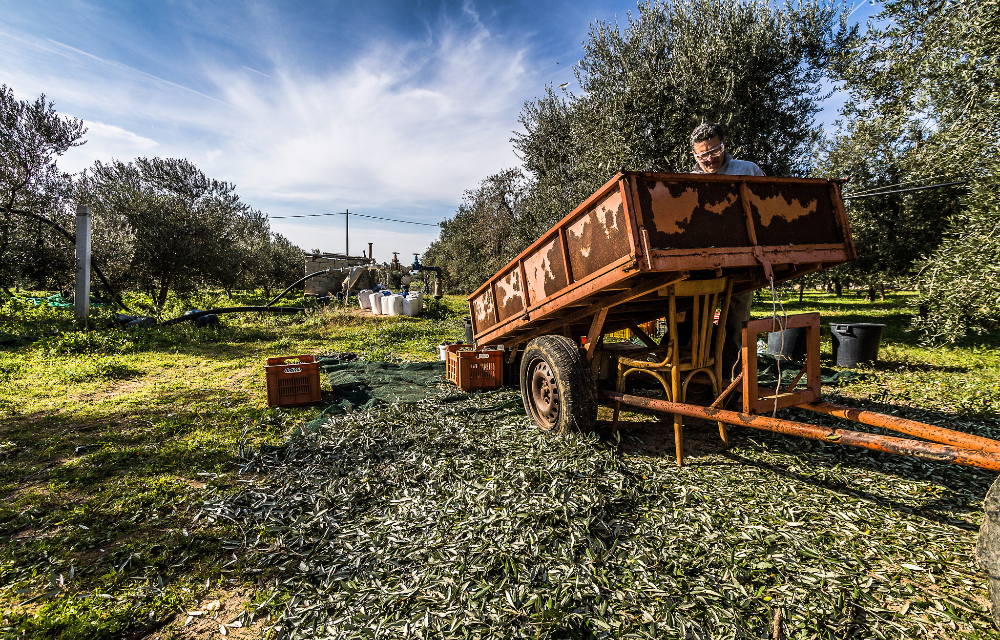 The harvesting of olives