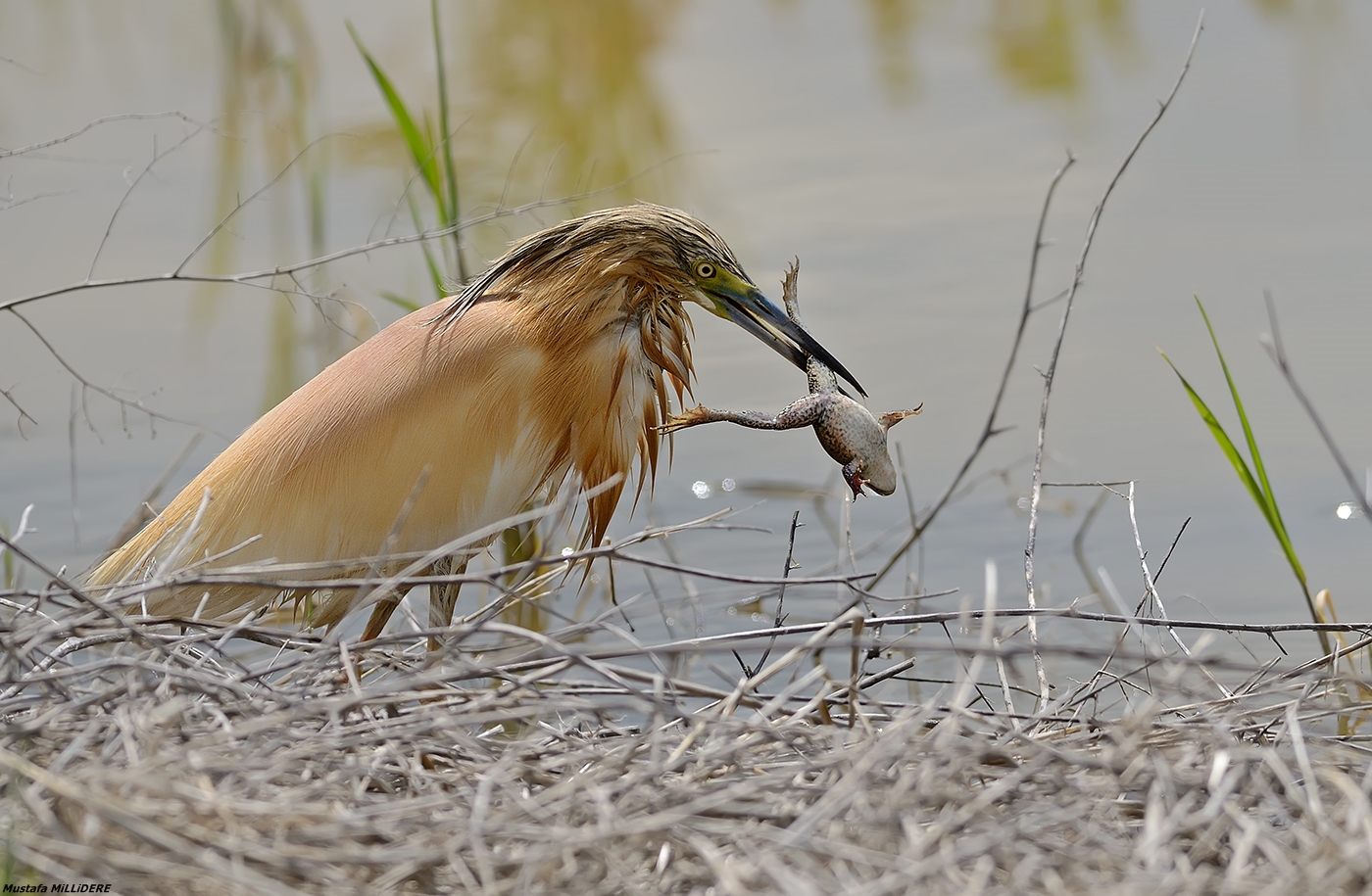 Squacco Heron ....