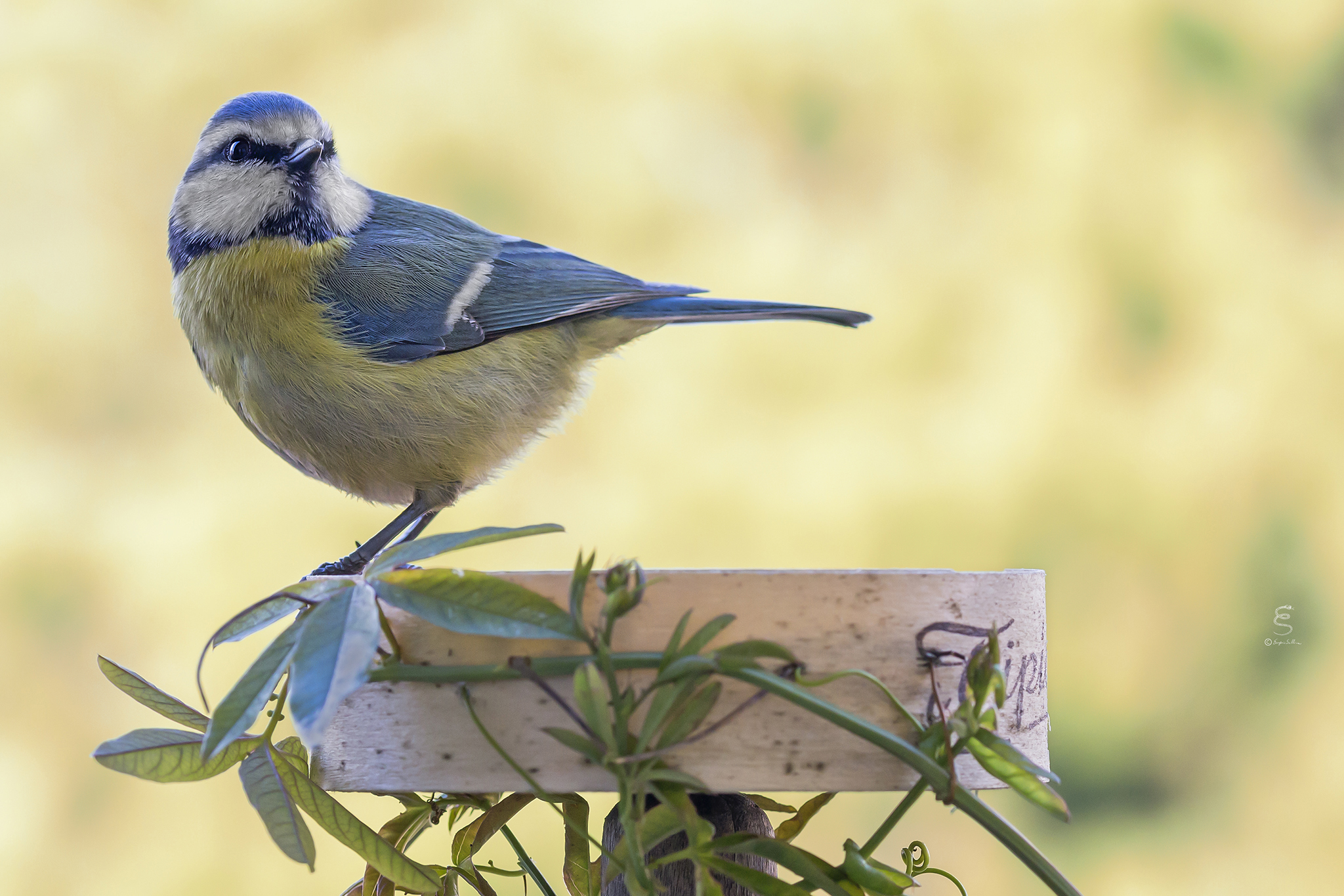 Blue Tit (Parus caeruleus)