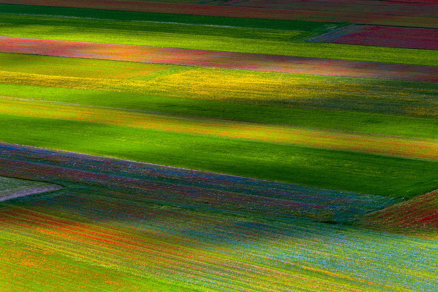 Fioritura in chiaroscuro