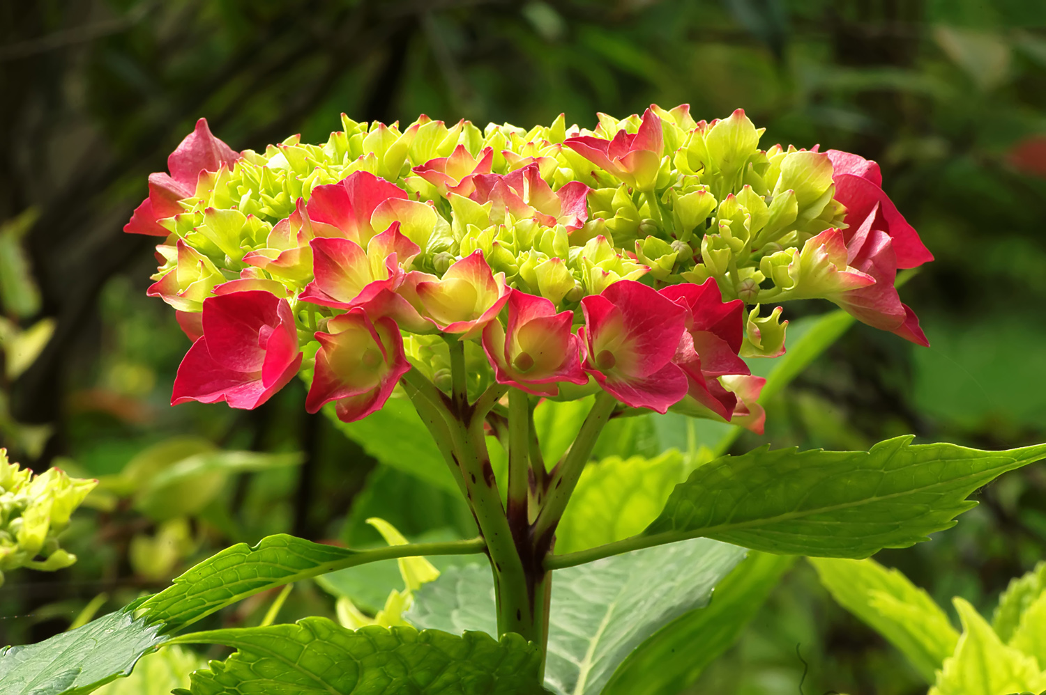 Hydrangea: beginning of flowering