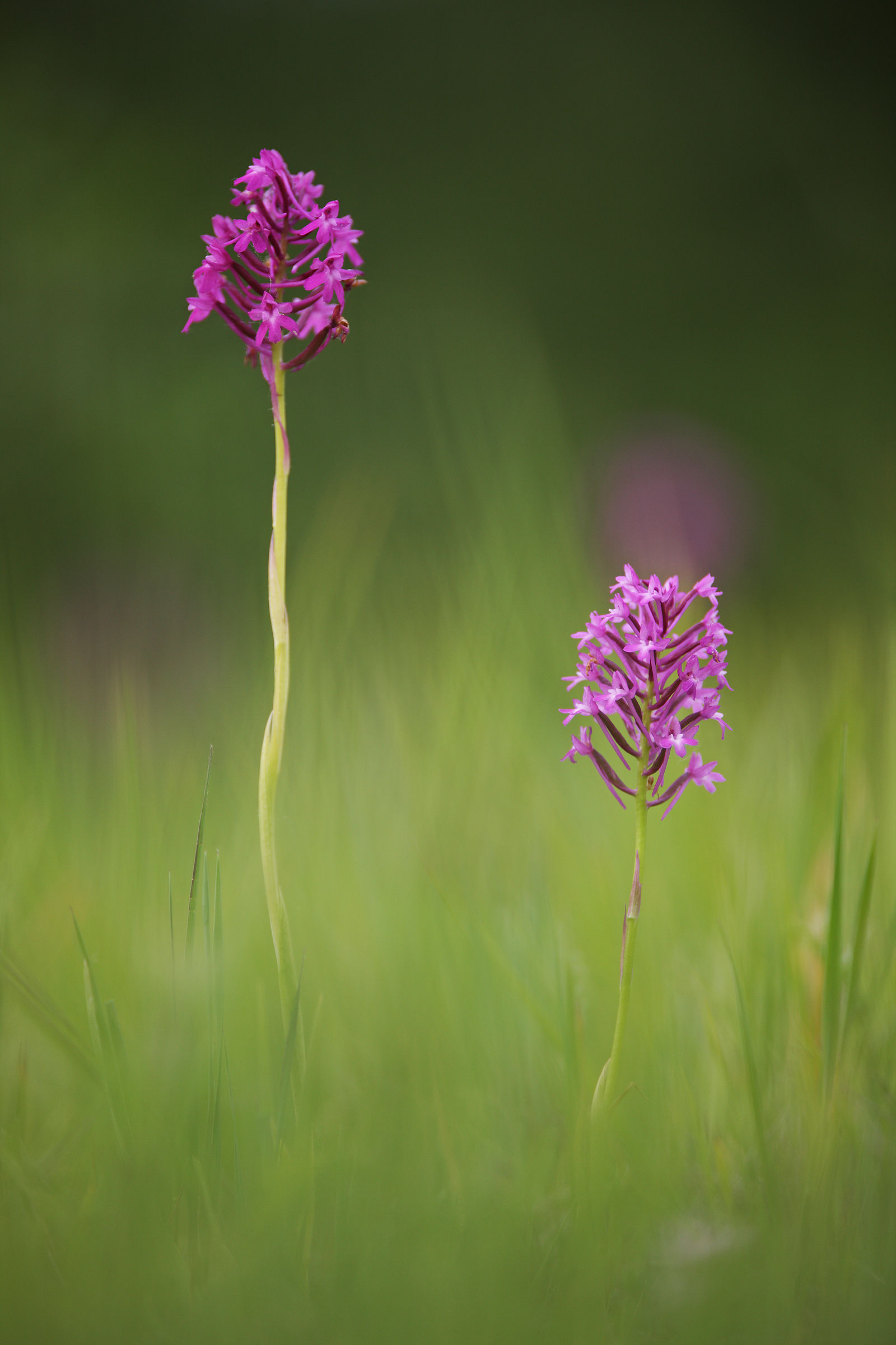 Anacamptis pyramidalis