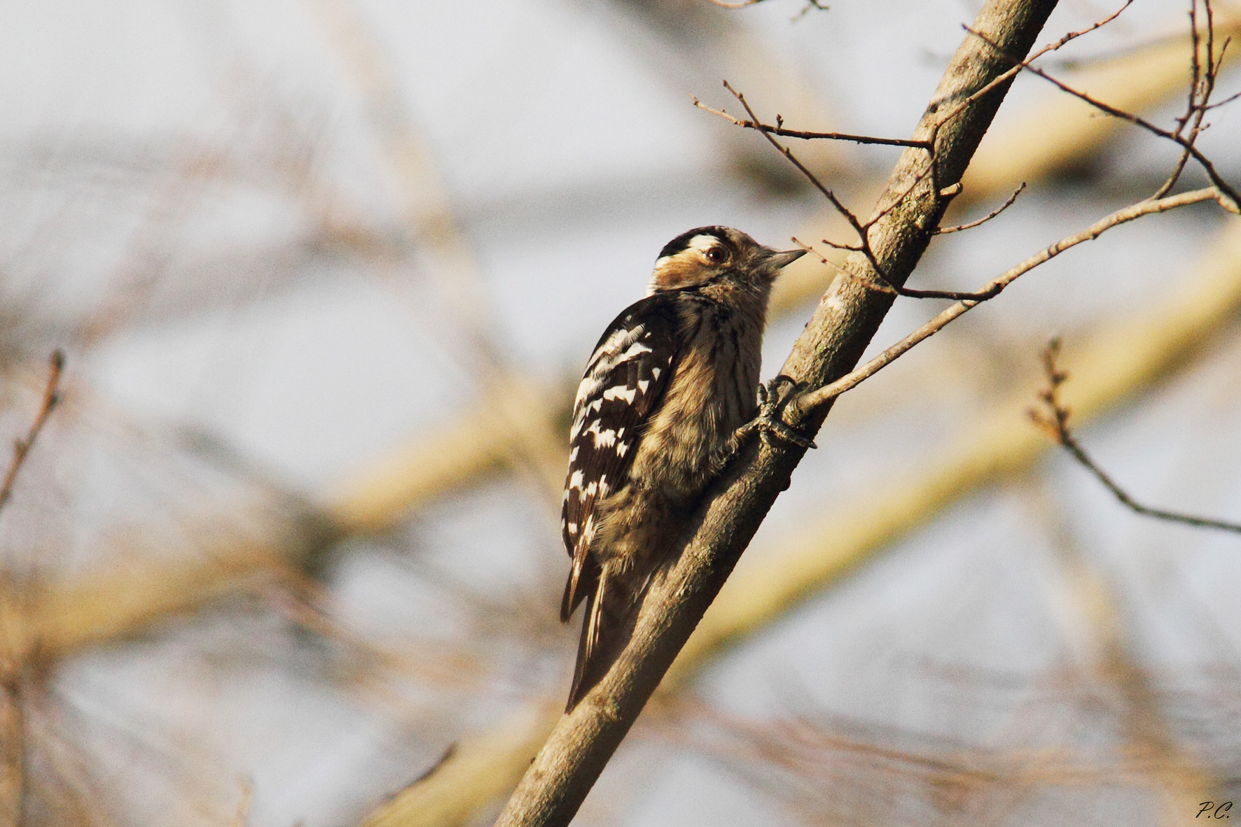 picchio rosso minore