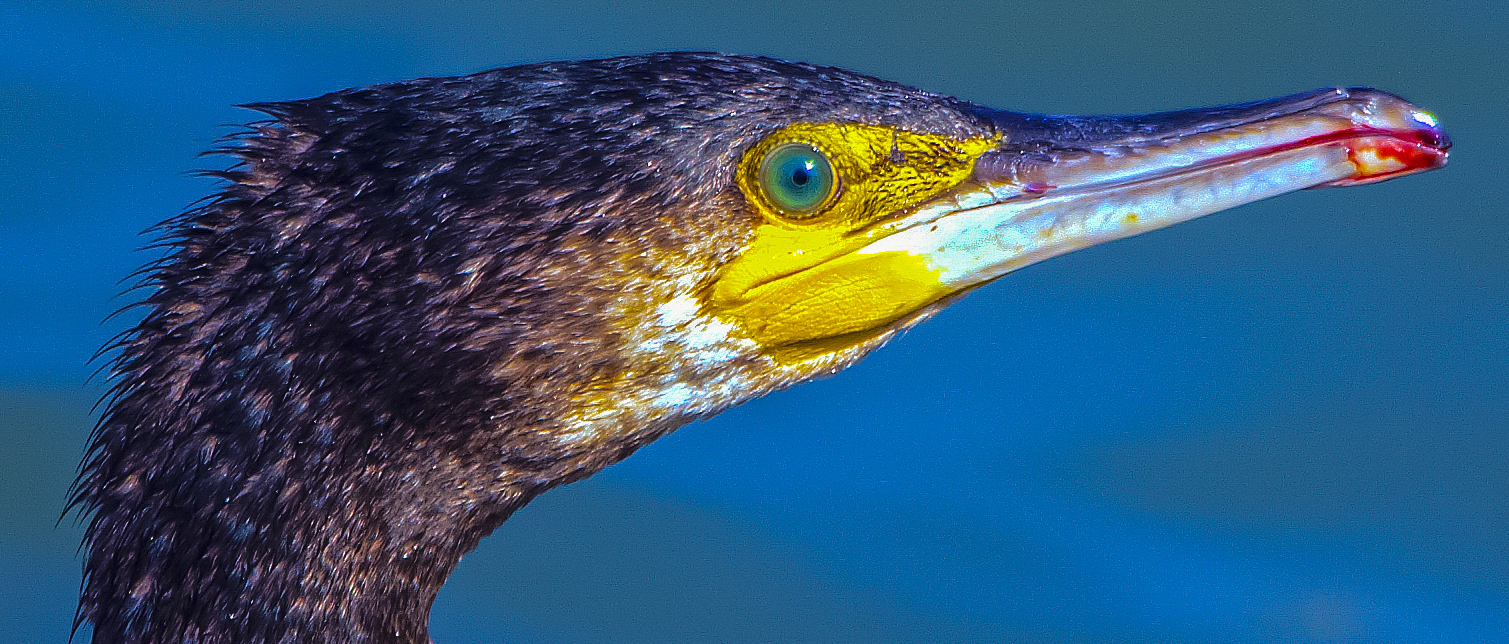 Cormorant