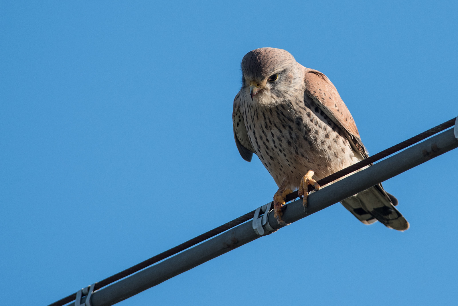 Kestrel