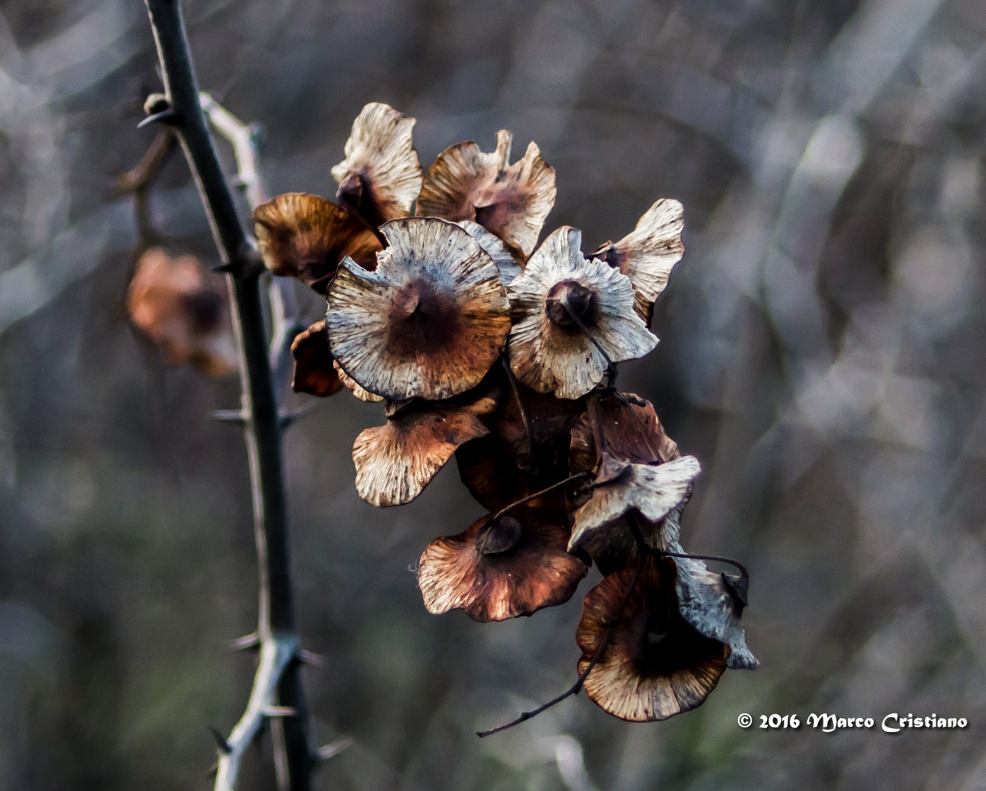 Skeletons in the wind ...
