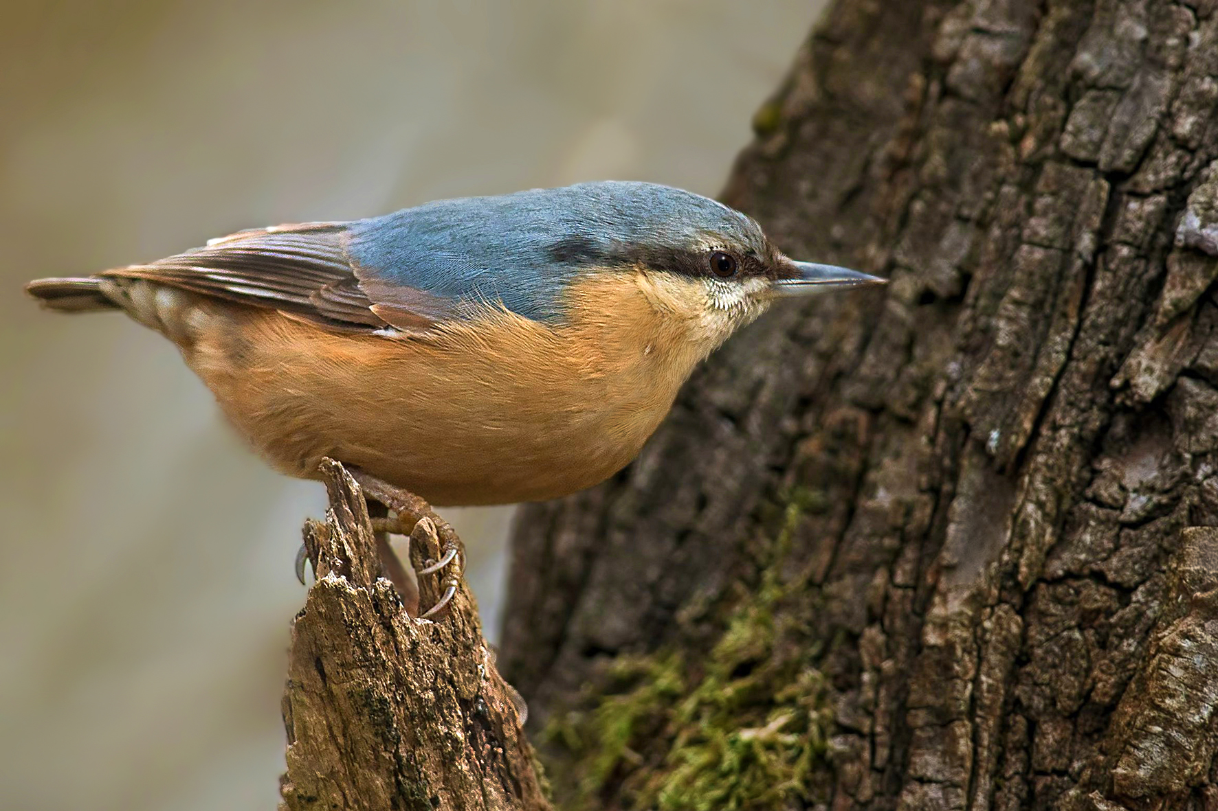nuthatch