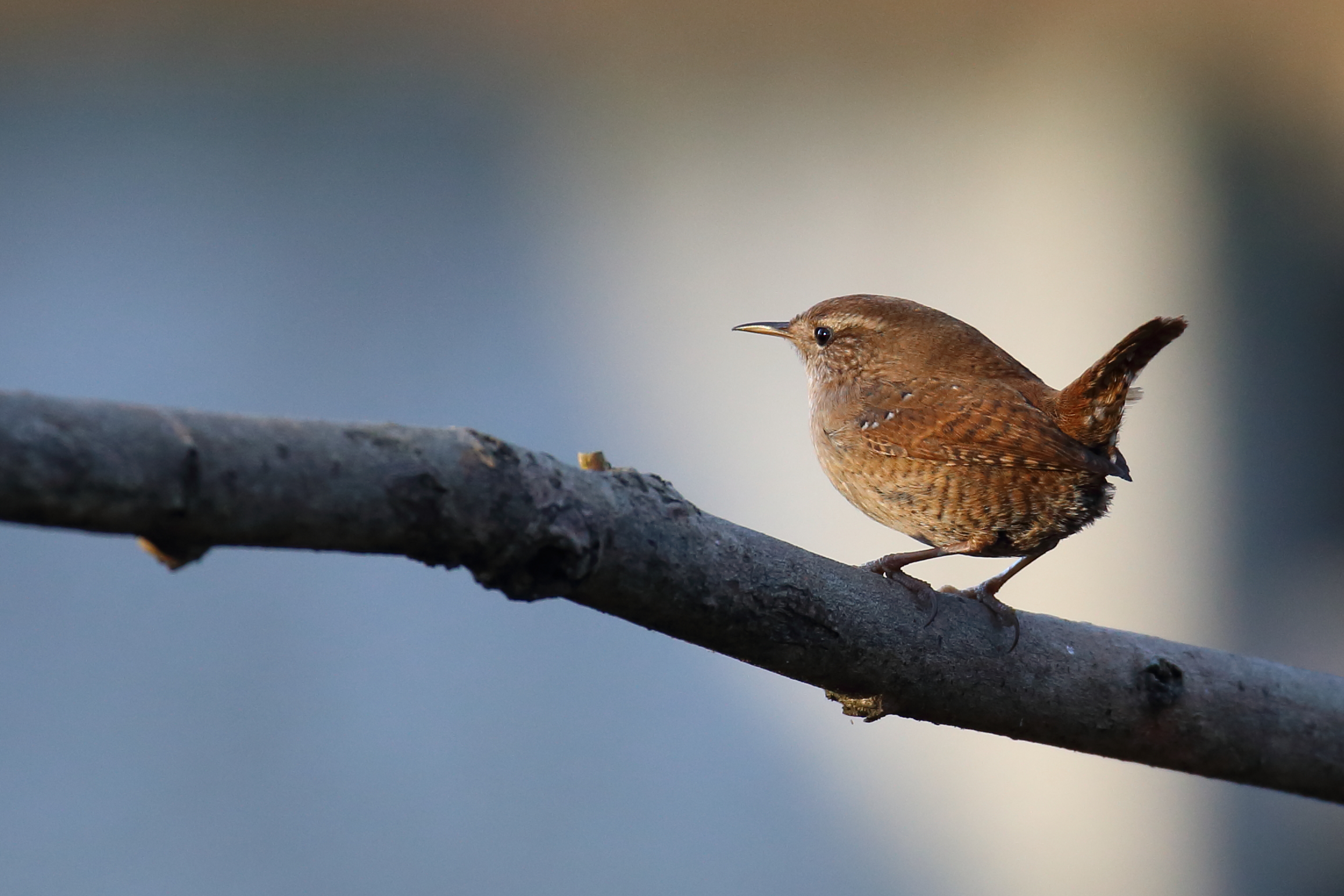 Wren