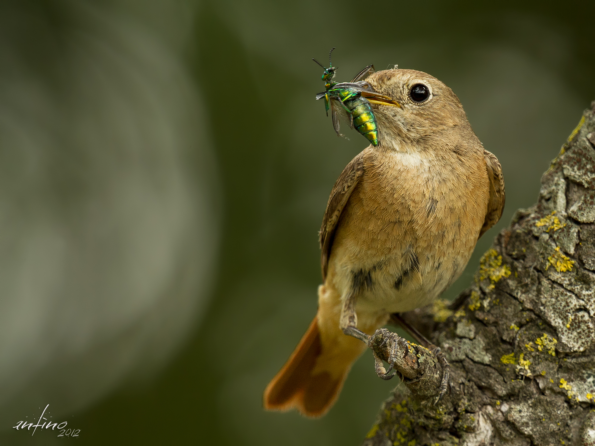 Redstart female