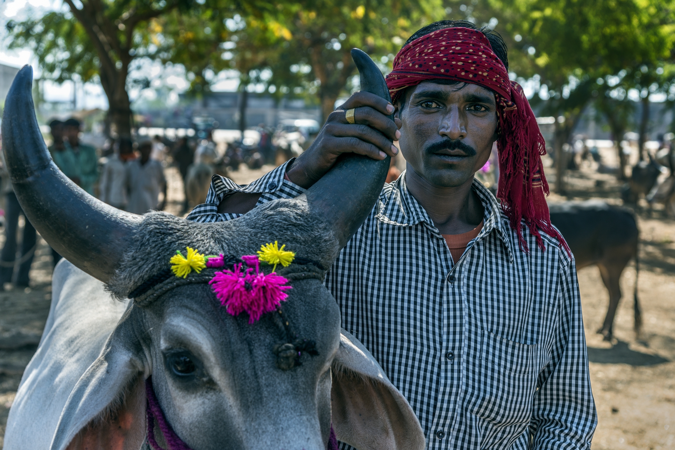 Gujarat 2015 - In un mercato