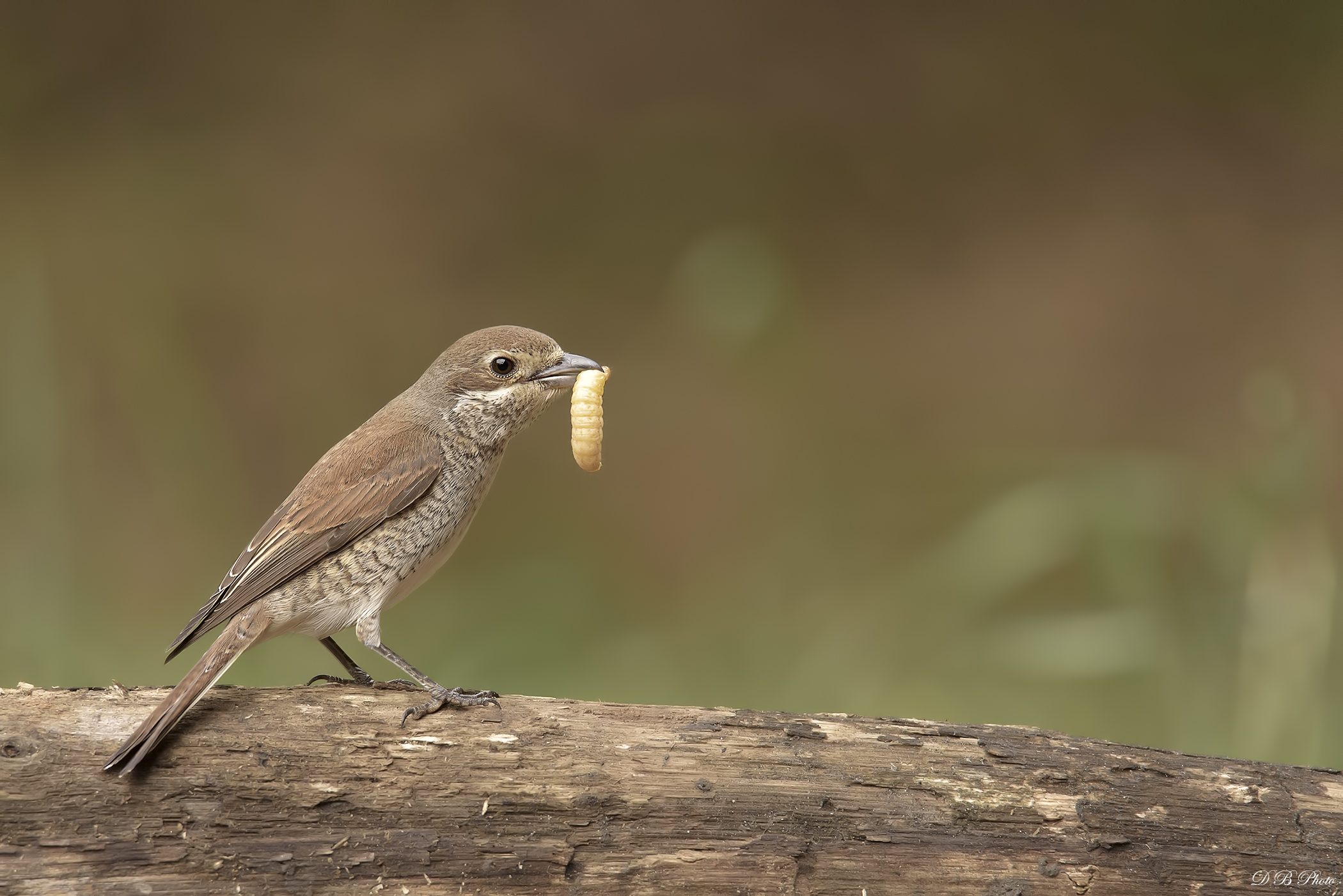 Small Shrike Female with moth.