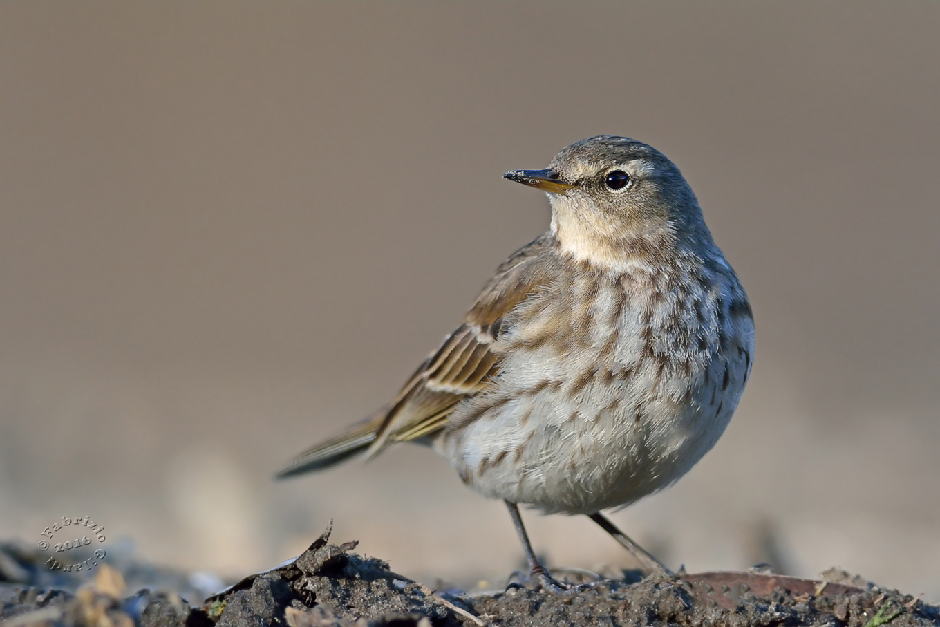 Pipit (Anthus spinoletta)