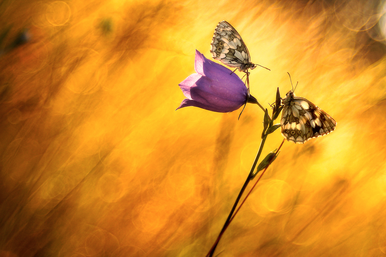 Waitin' for the sun II.