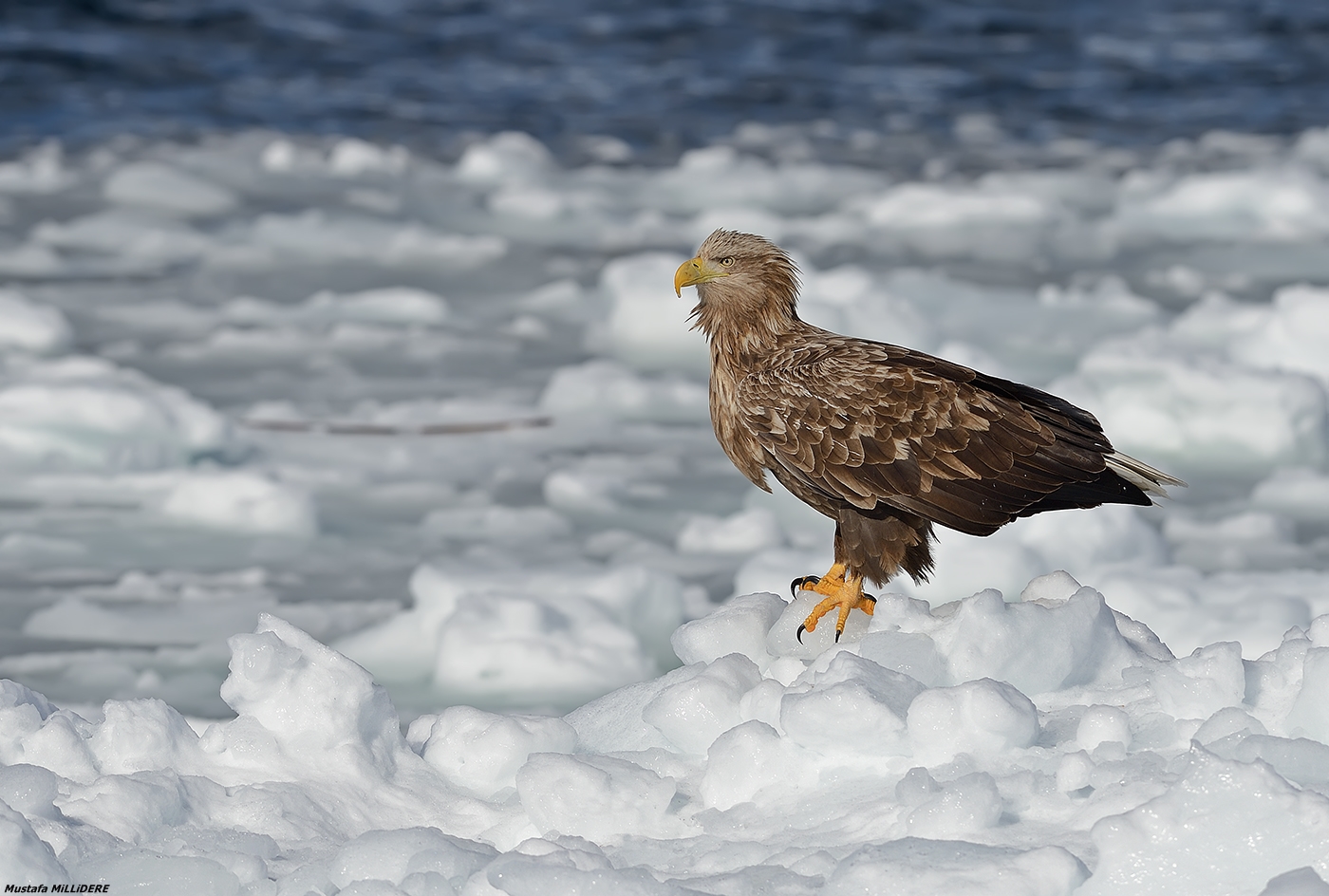 White Tailed Eagle ...