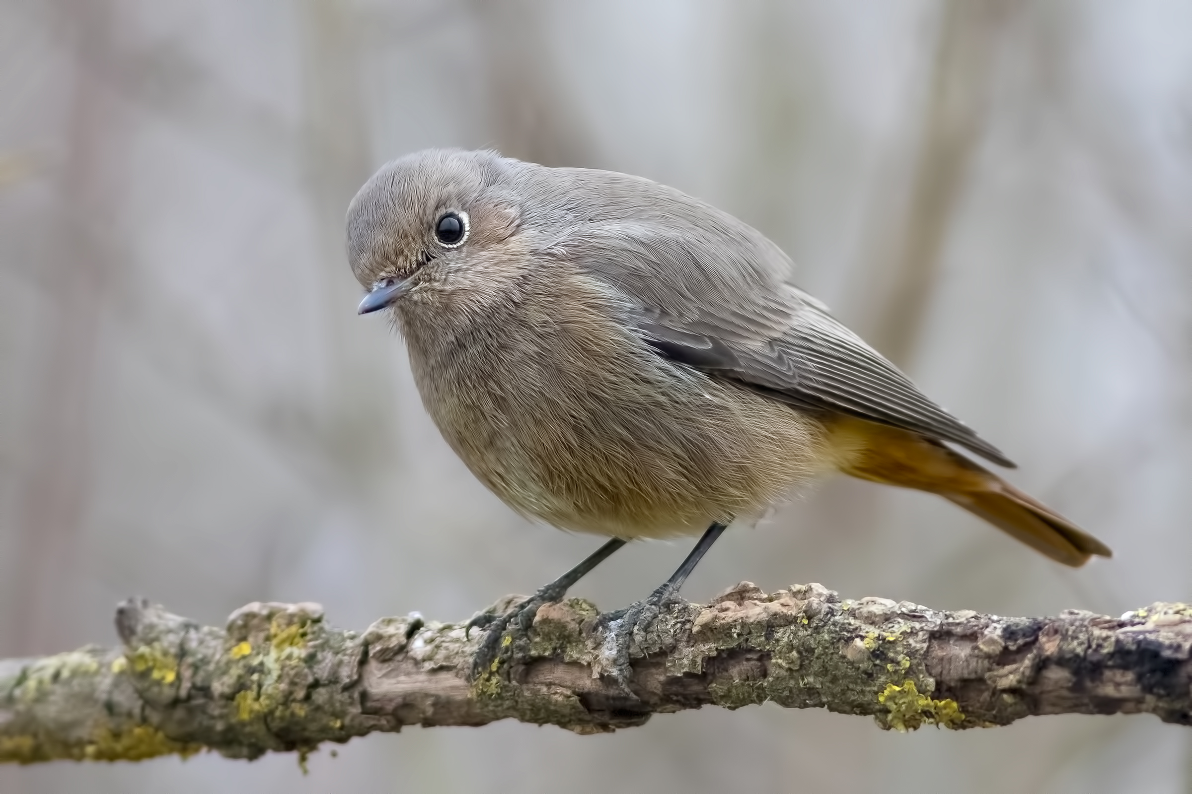 Codirosso femmina (Phoenicurus phoenicurus)