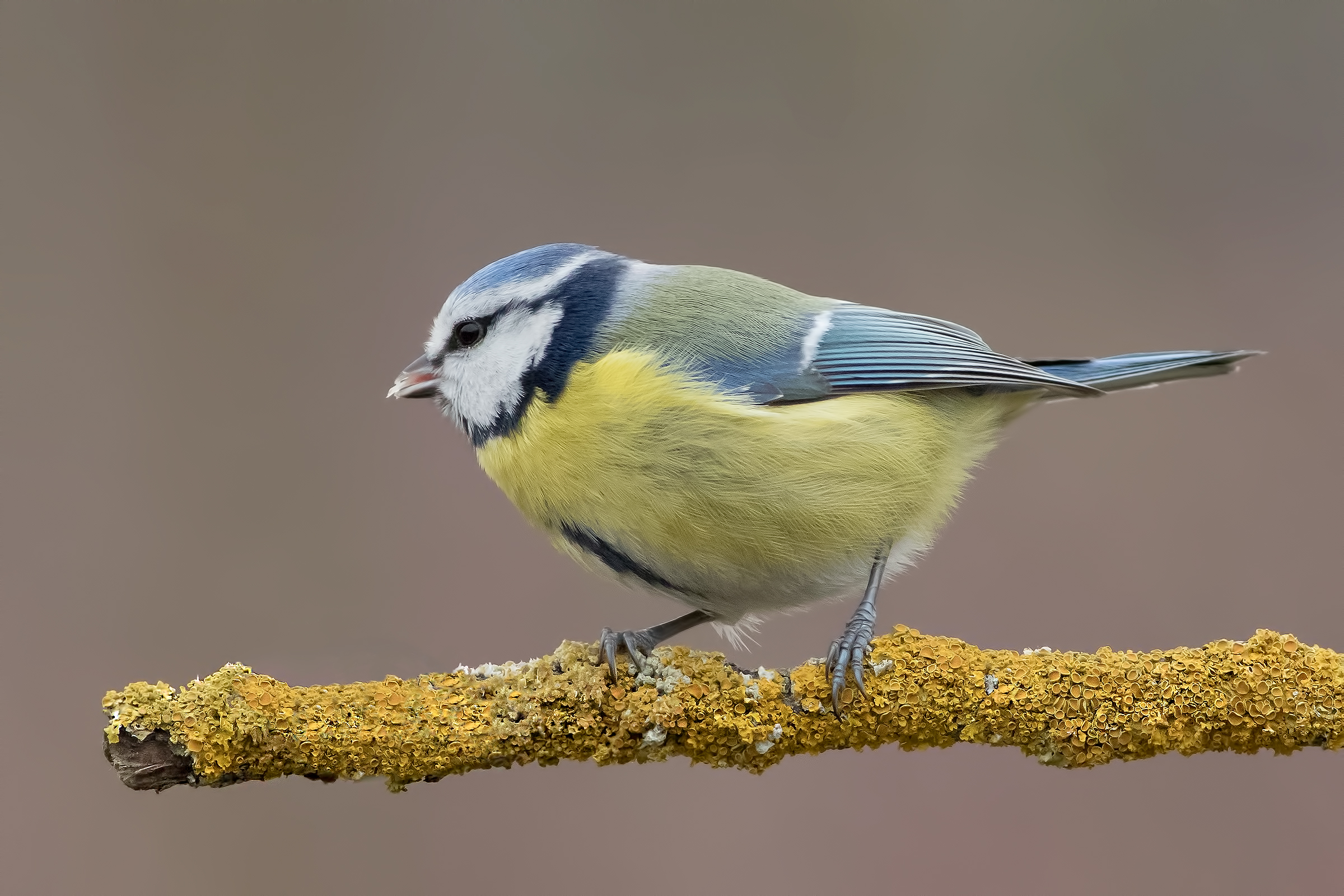 Cinciarella (Cyanistes caeruleus)