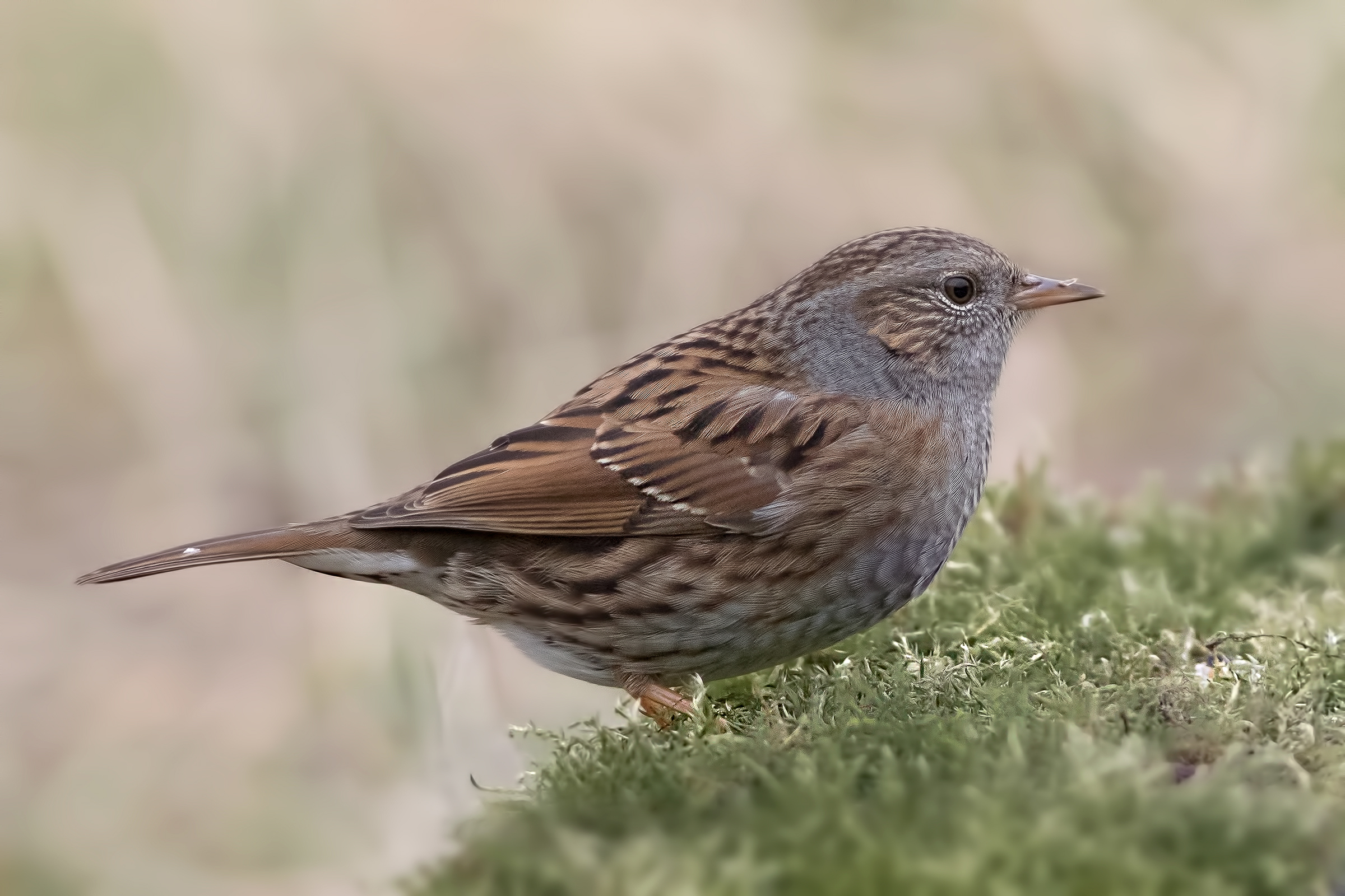Passera scopaiola (Prunella modularis)