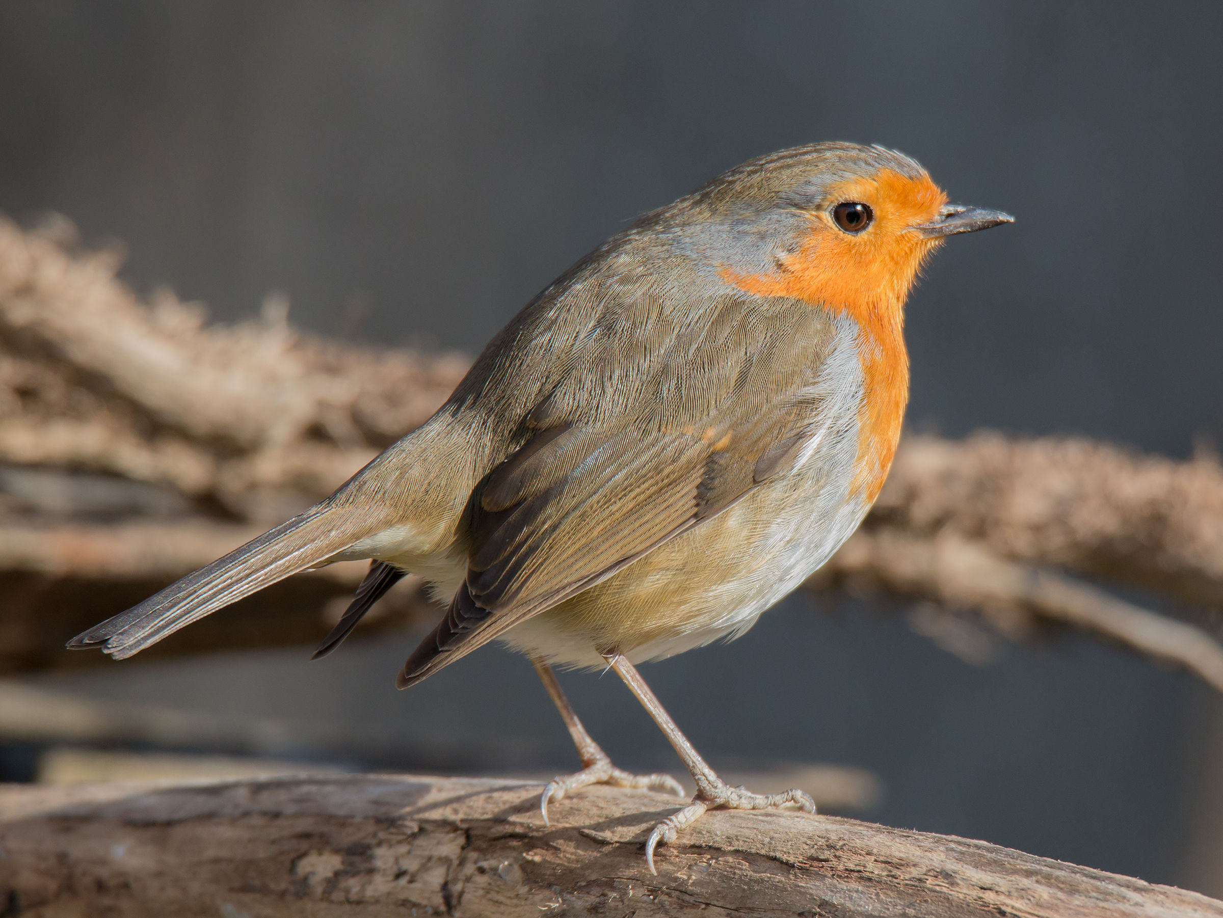 Robin at first light