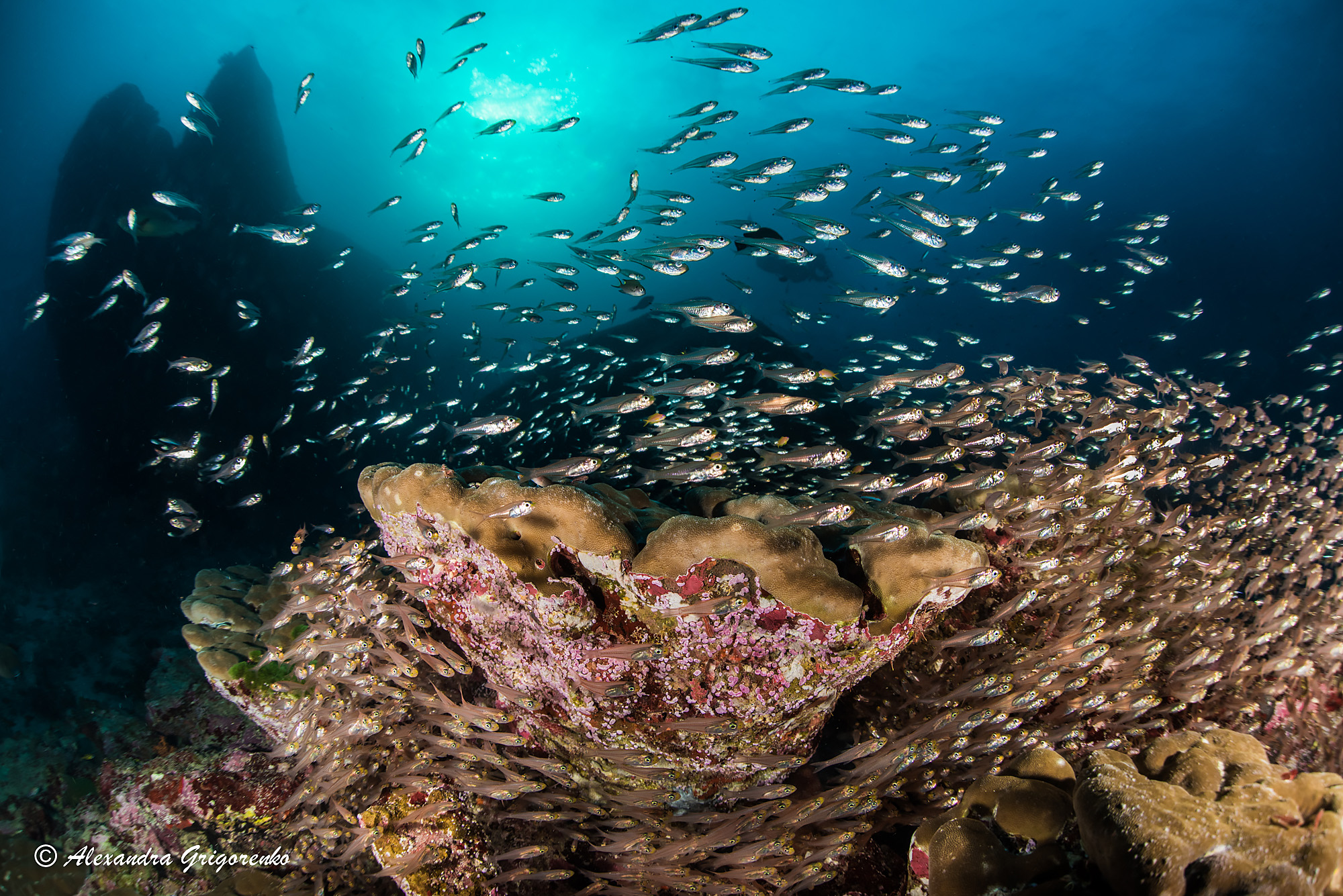 Glassfish Similan Island