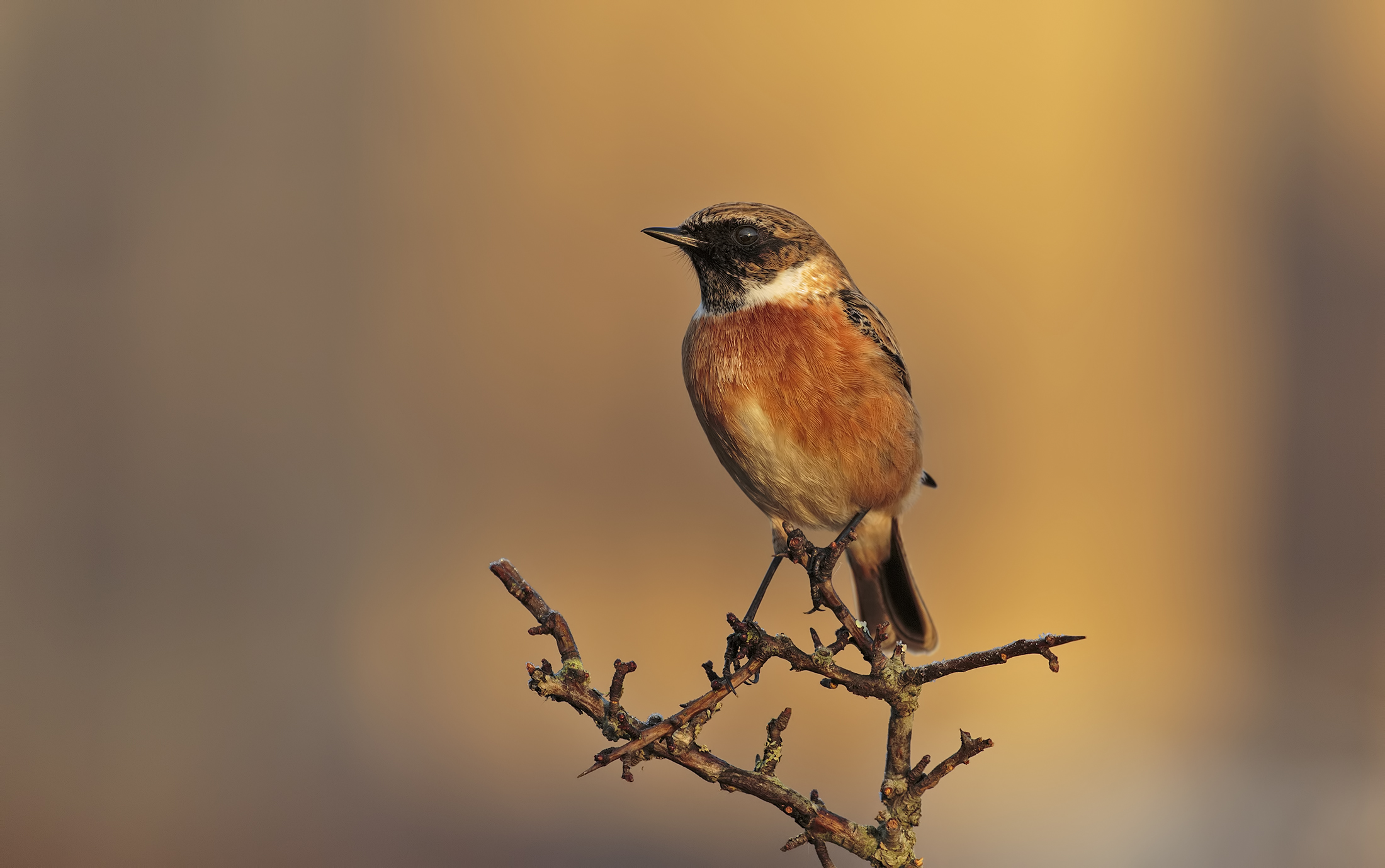 Stonechat