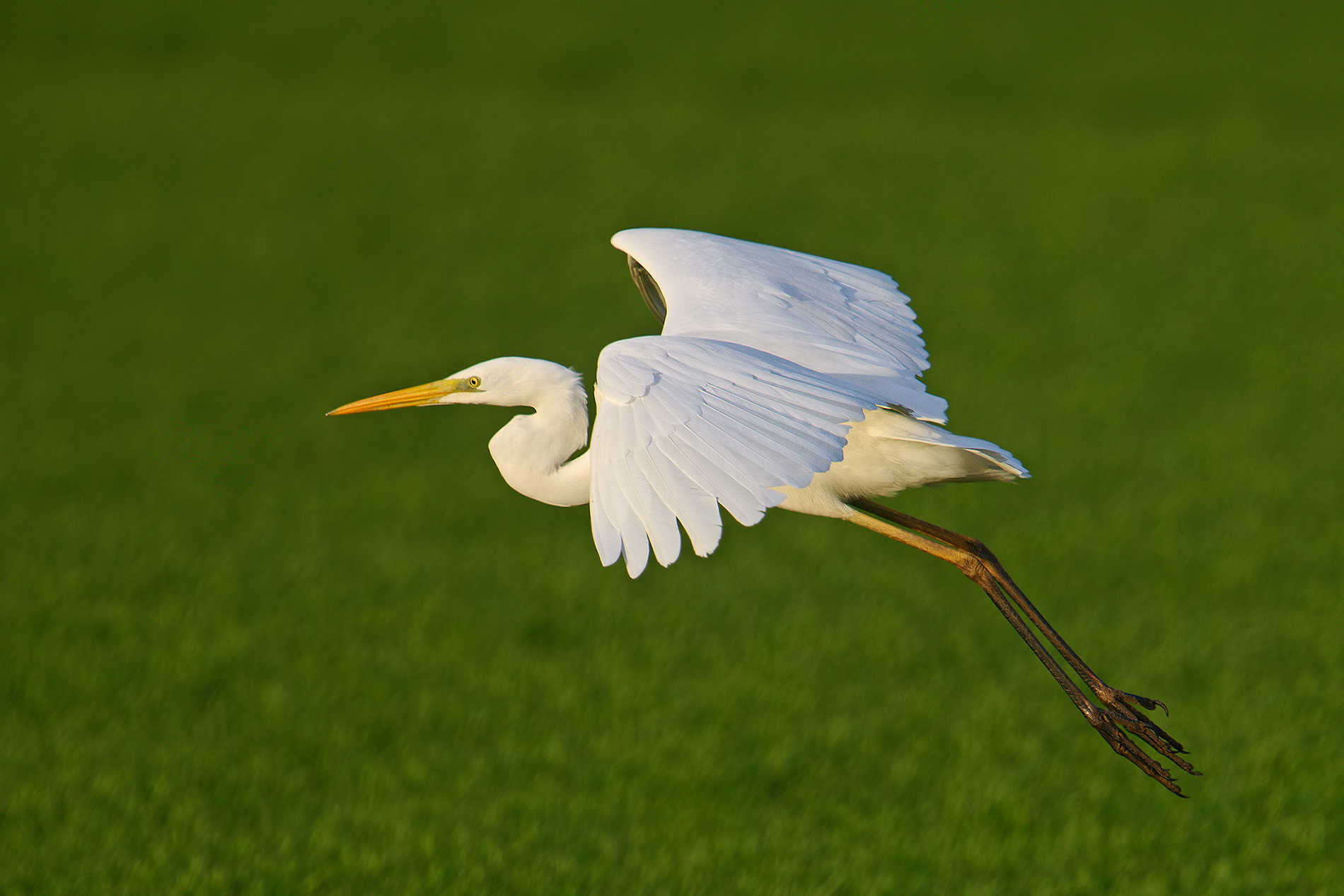 great white heron