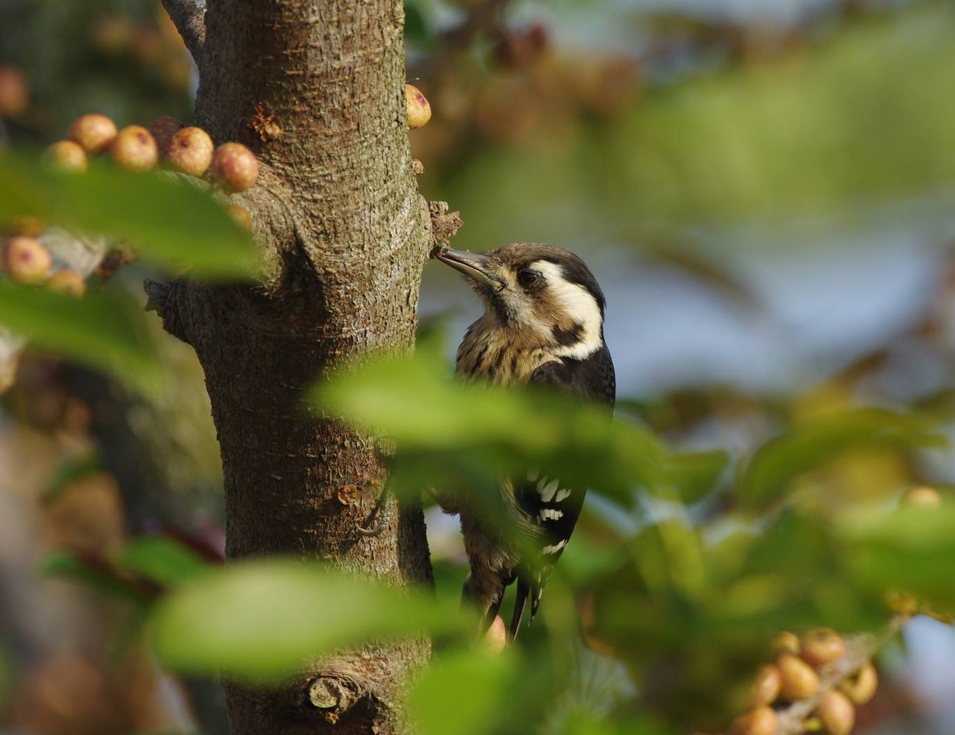 Grigio-capped Picchio