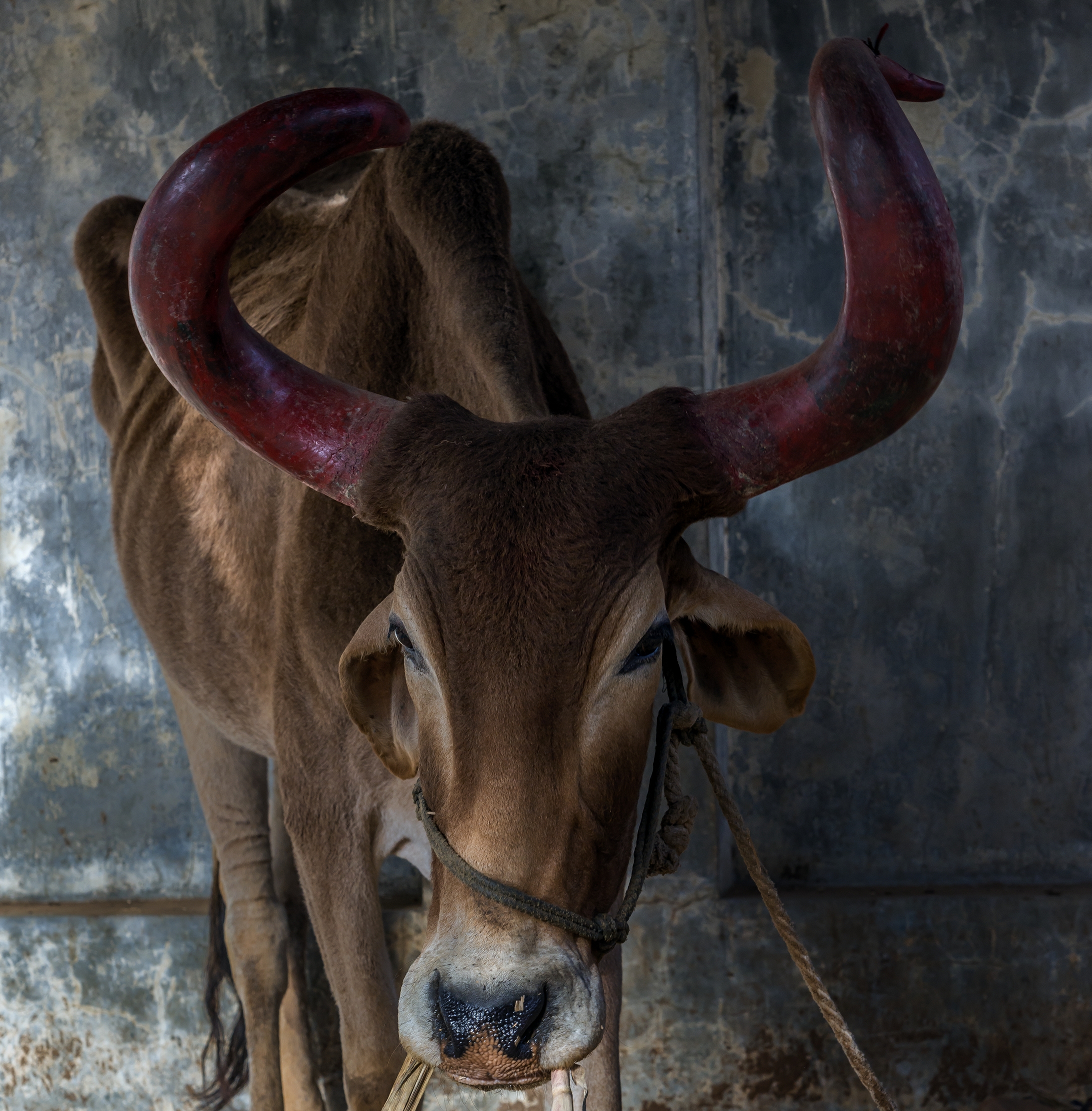 Gujarat 2015 - In un villaggio