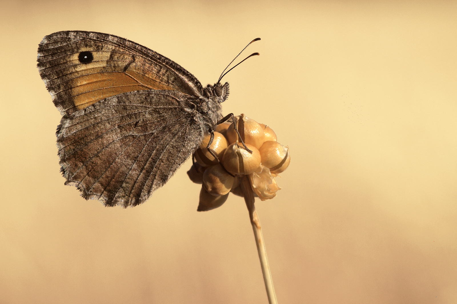 Dipinti della stagione secca