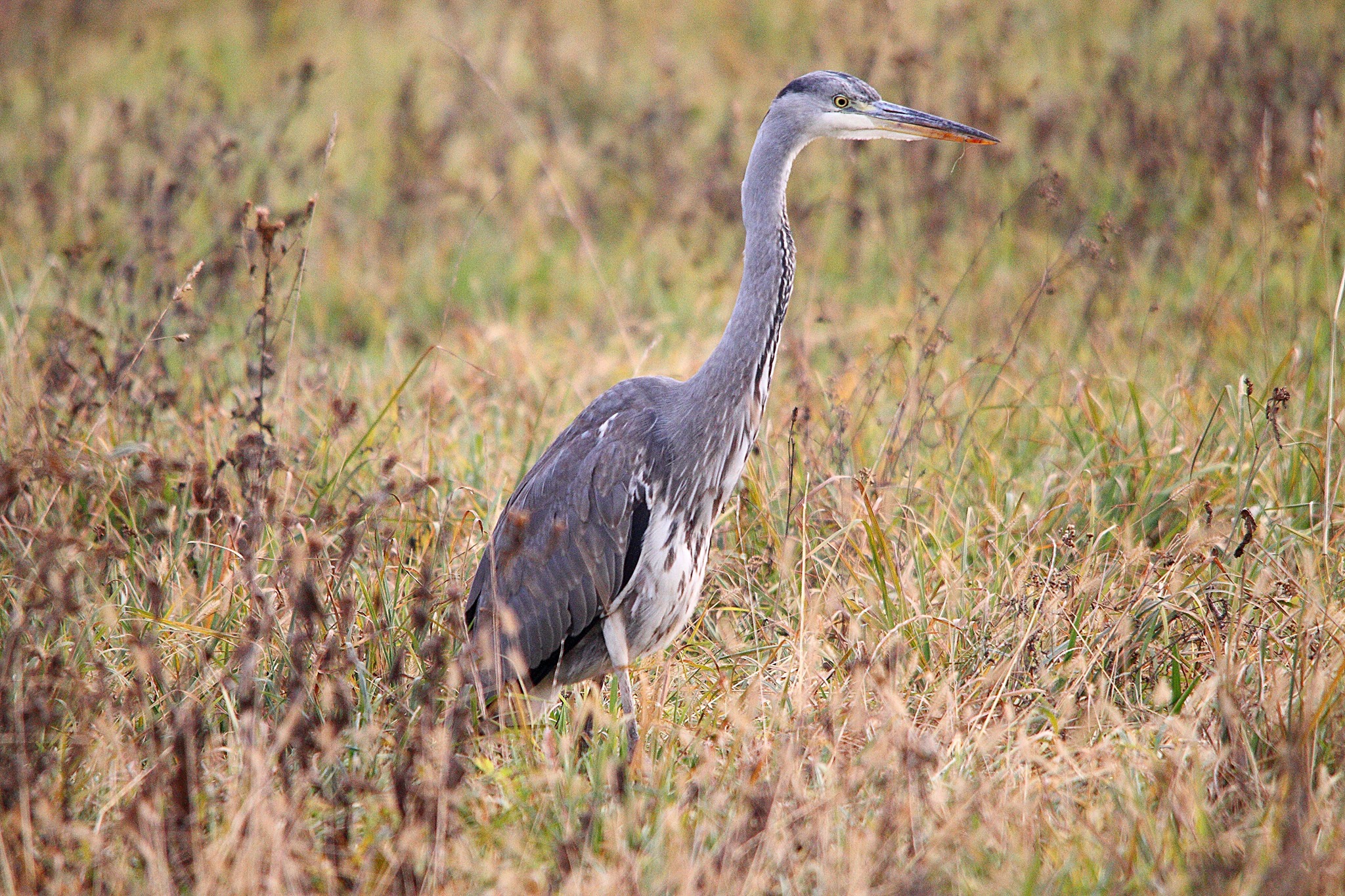 Grey Heron