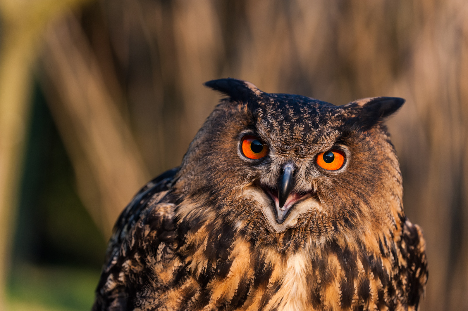 Female eagle owl