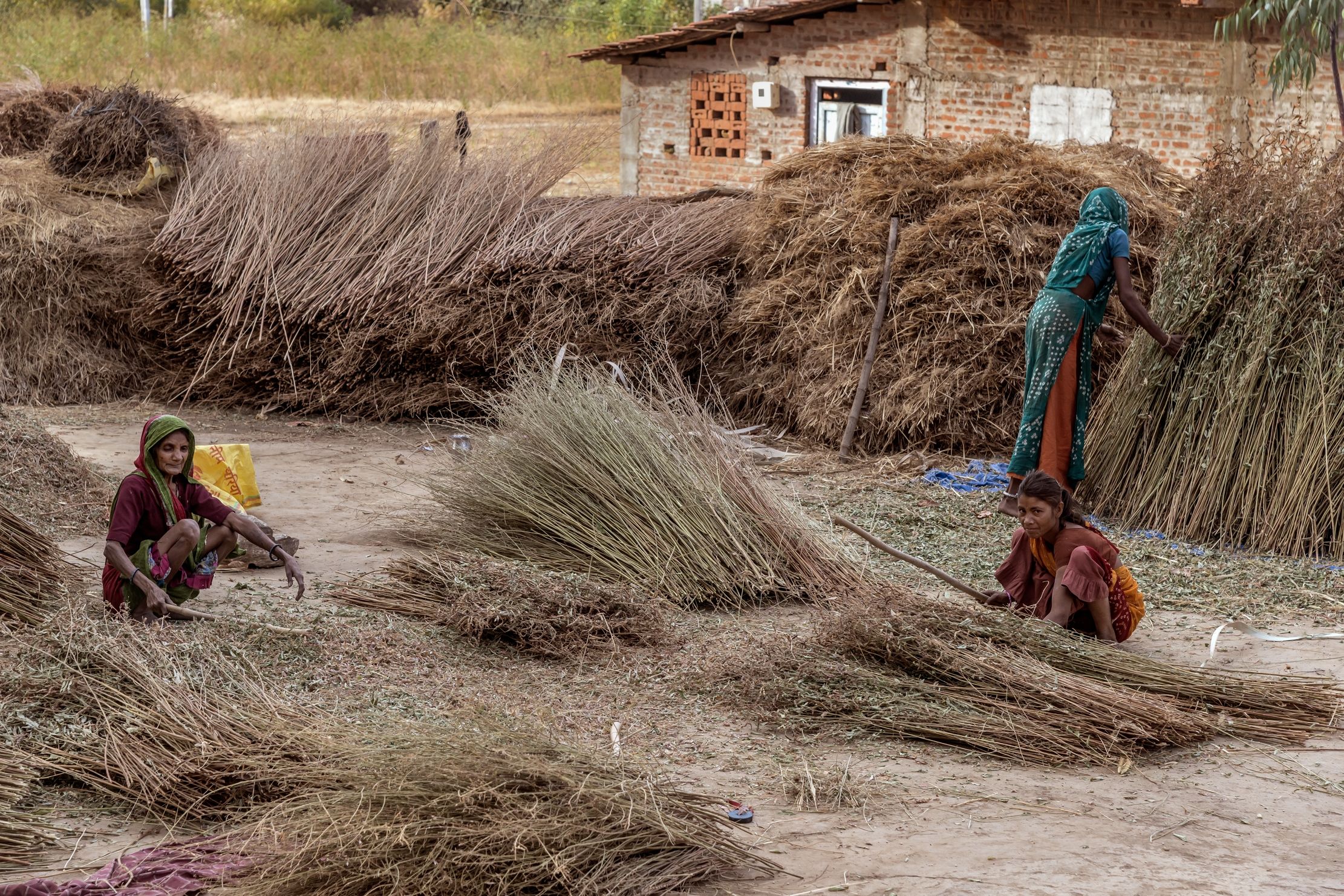 Gujarat 2015 - In campagna