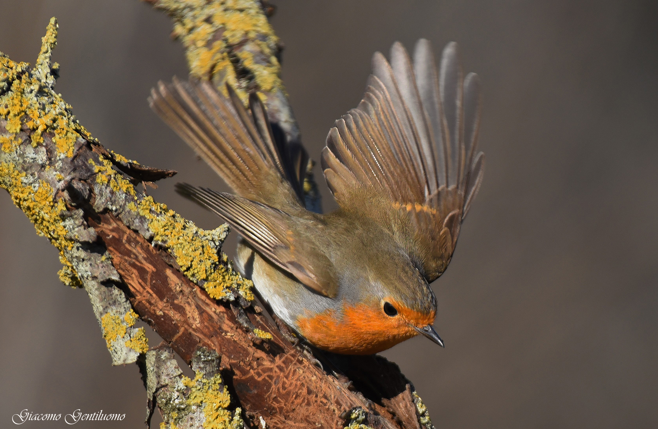 pettirosso in decollo