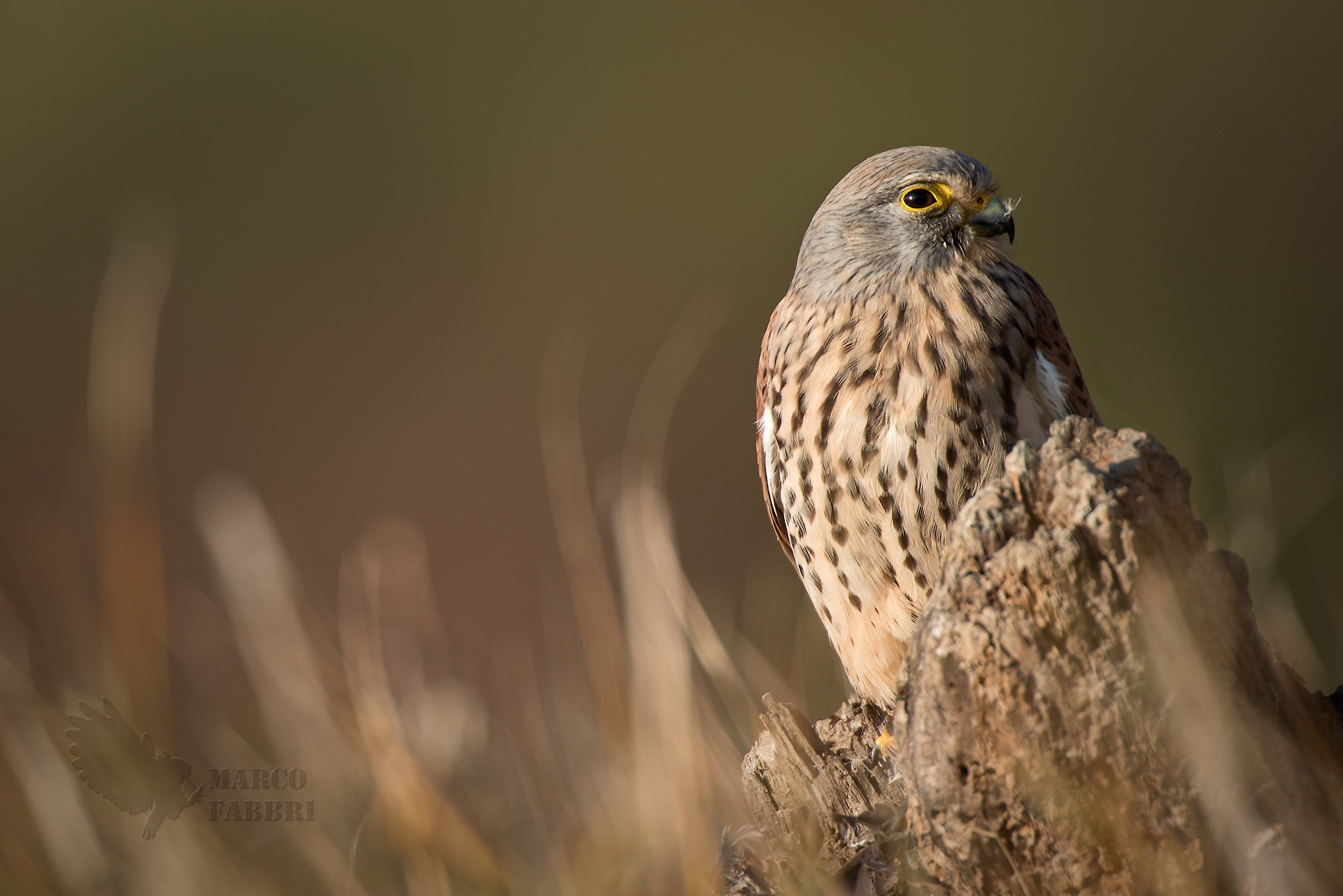 Kestrel at sunset
