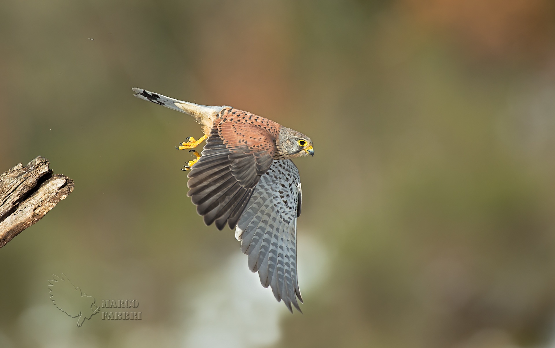 The detachment of the kestrel