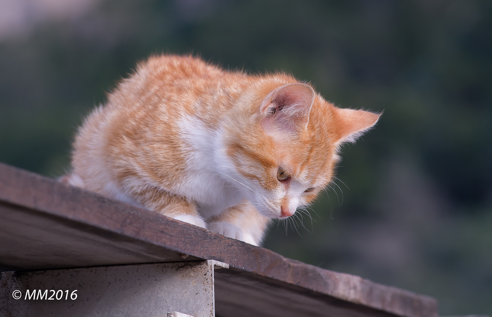 Gatto - Prima prova con obiettivo 180 2,8
