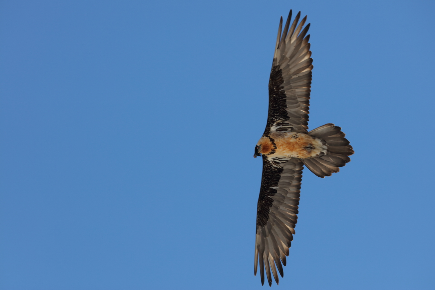 Bearded Vulture January 2016