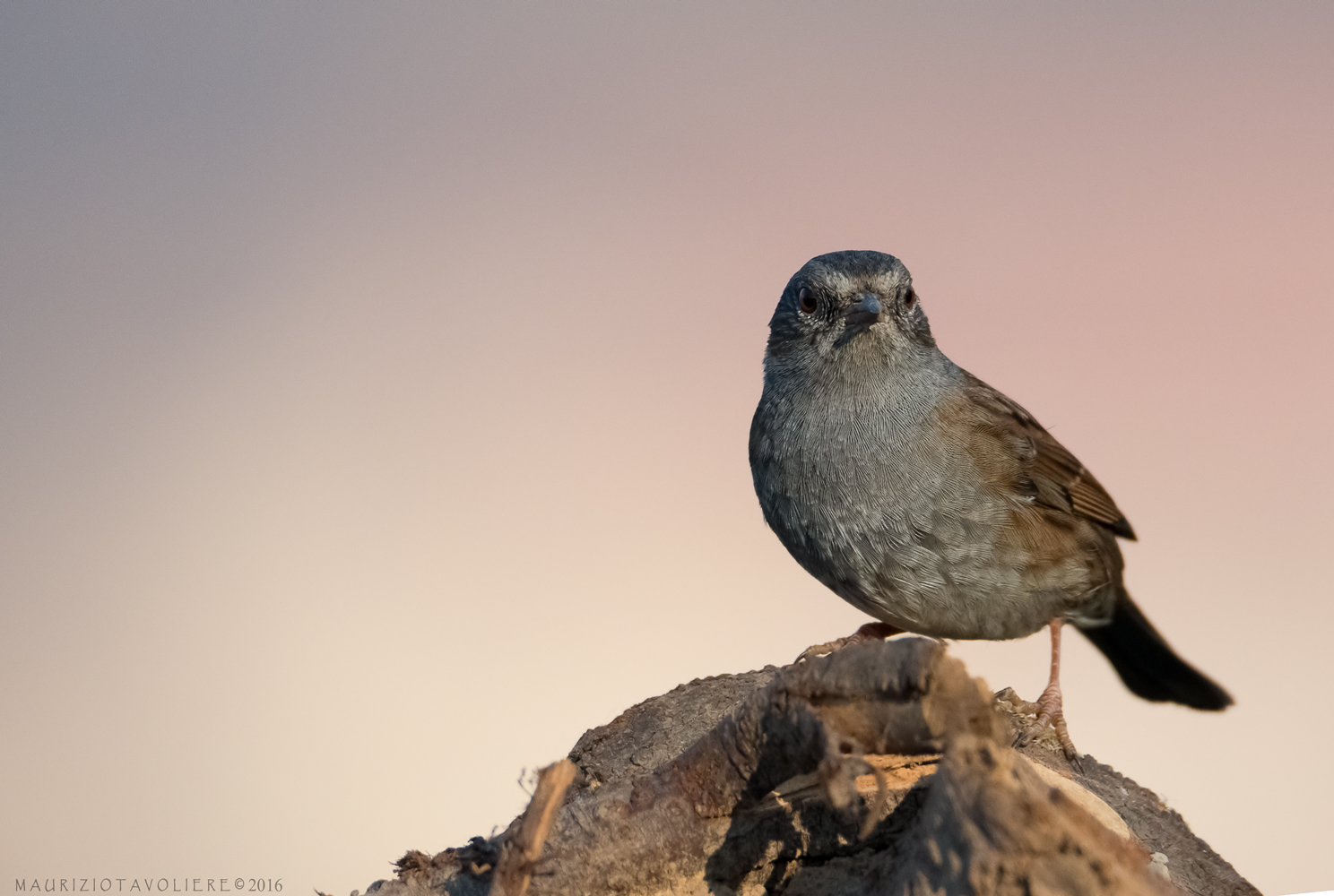 Passera Scopaiola ..