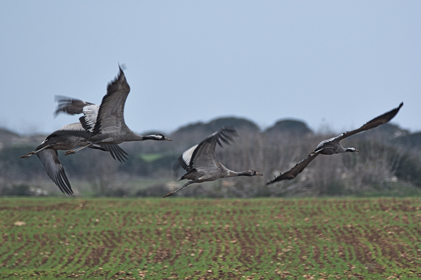 cranes in flight