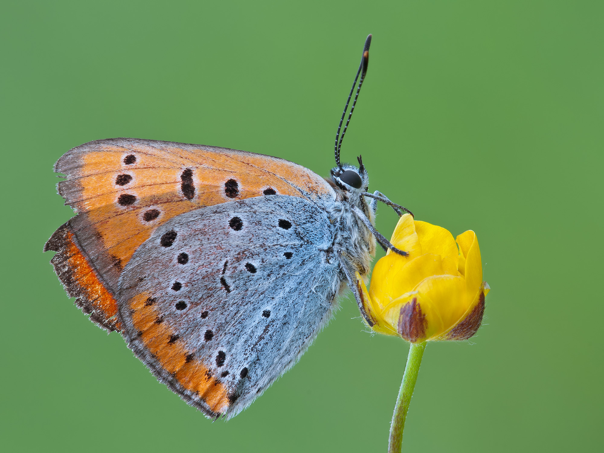 Lycaena dispar