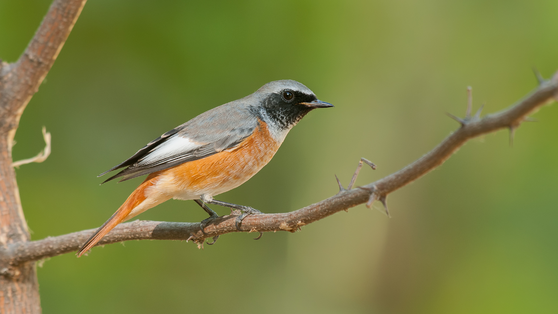 Phoenicurus phoenicurus »Codirosso