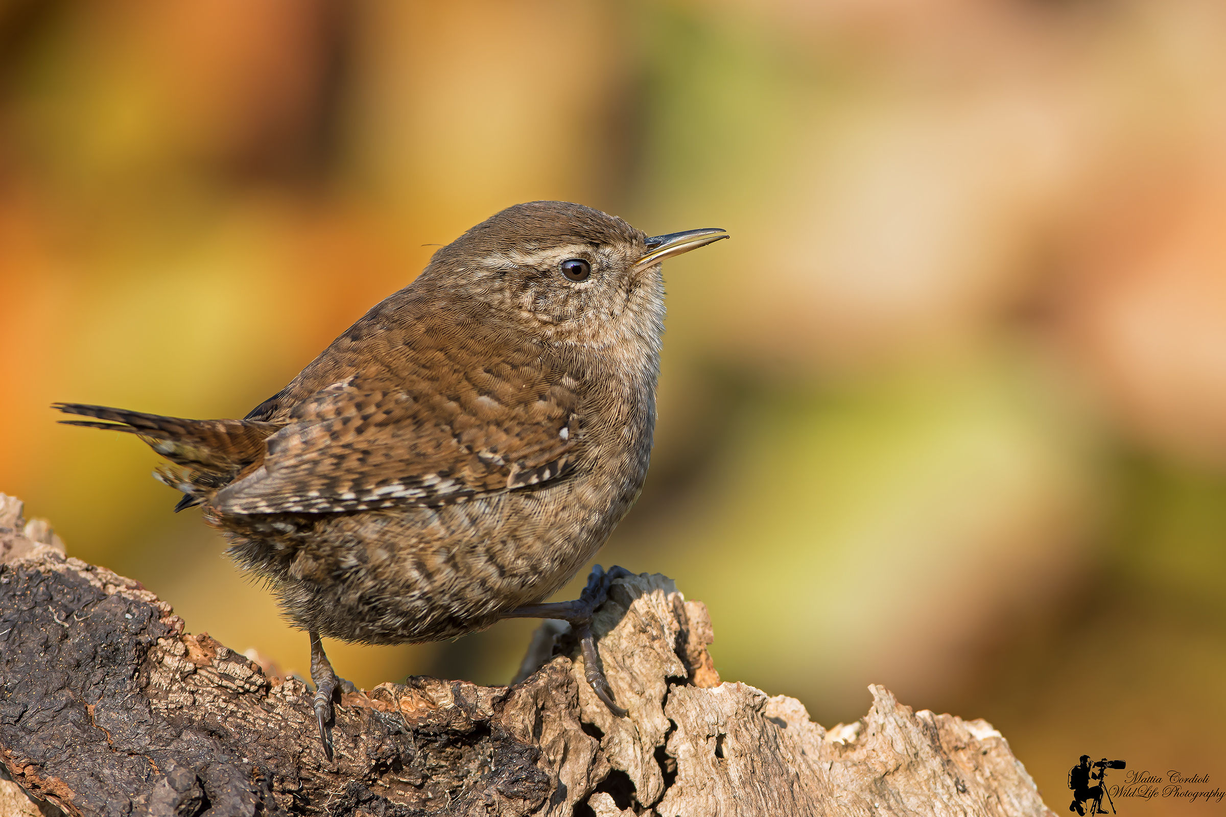Wren technicolor